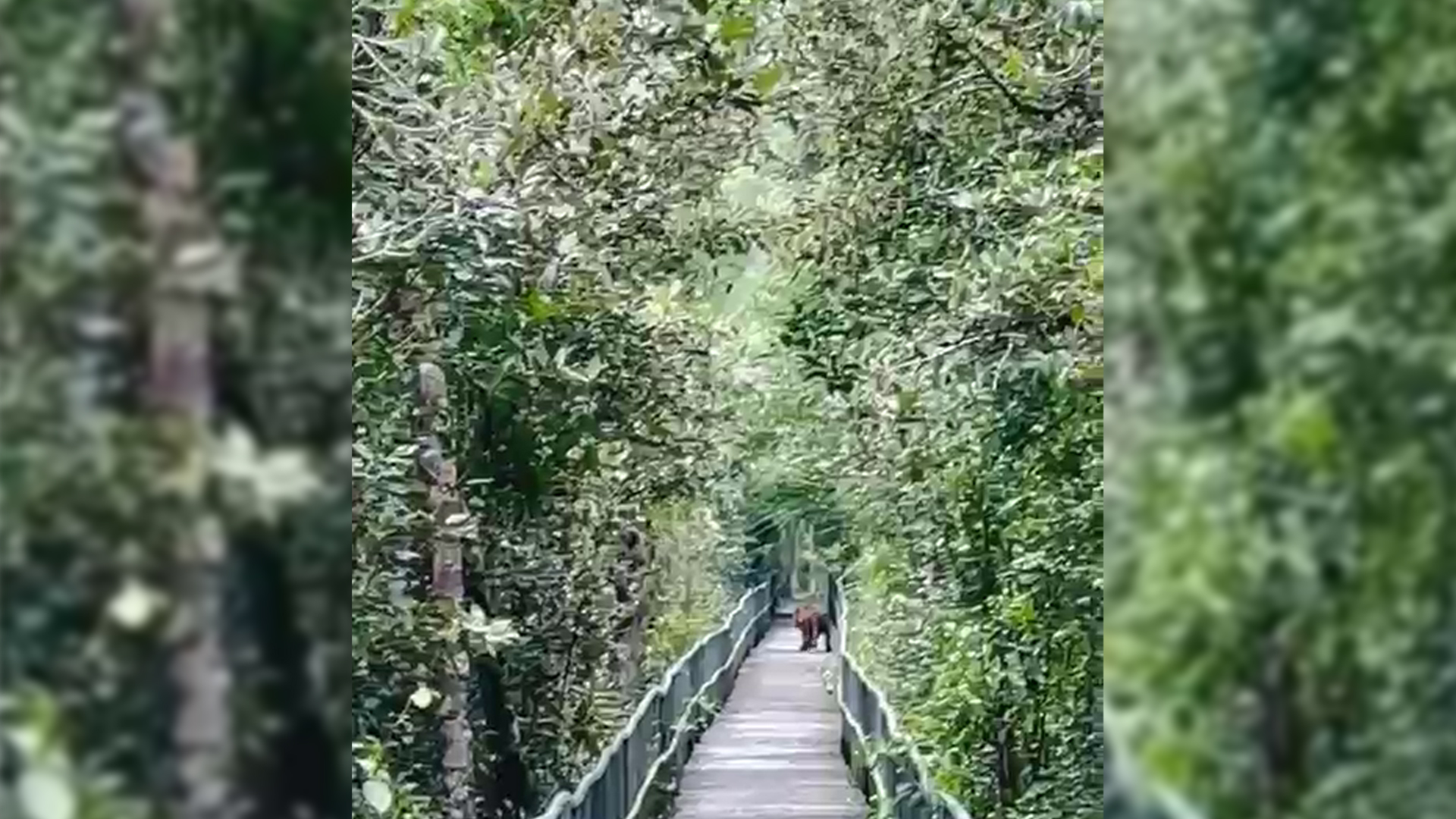 হাড়বাড়িয়া পর্যটন কেন্দ্রের ফুট ট্রেইলে দেখা মিললো রয়েল বেঙ্গল টাইগারের!