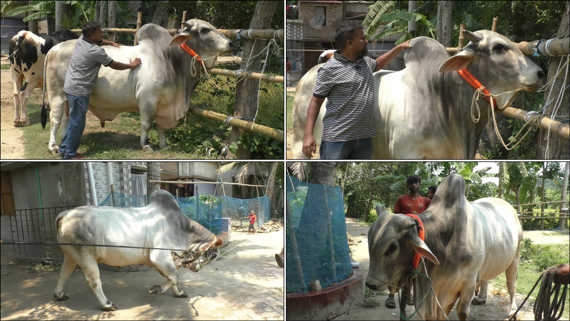 যশোরে ব্রাহমা গরুর দাম হাঁকানো হচ্ছে ১৪ লাখ টাকা