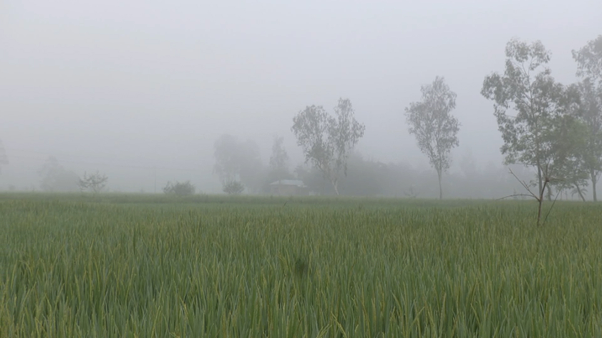 ১৫ ডিগ্রিতে তাপমাত্রা, নতুন যে বার্তা দিলো আবহাওয়া দফতর