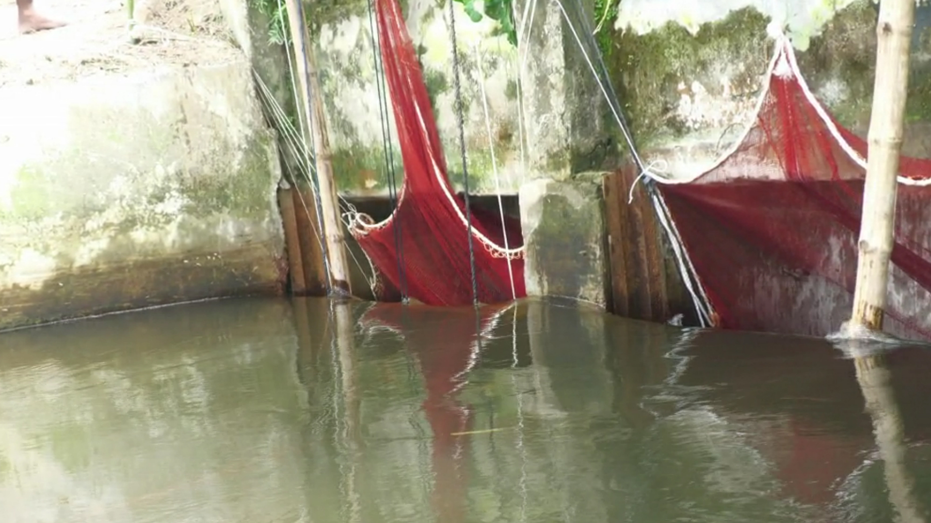 মাছ ধরতে বিলের পানি প্রবাহ নিয়ন্ত্রণের চেষ্টা, জলাবদ্ধ ৪ হাজার হেক্টর জমি!