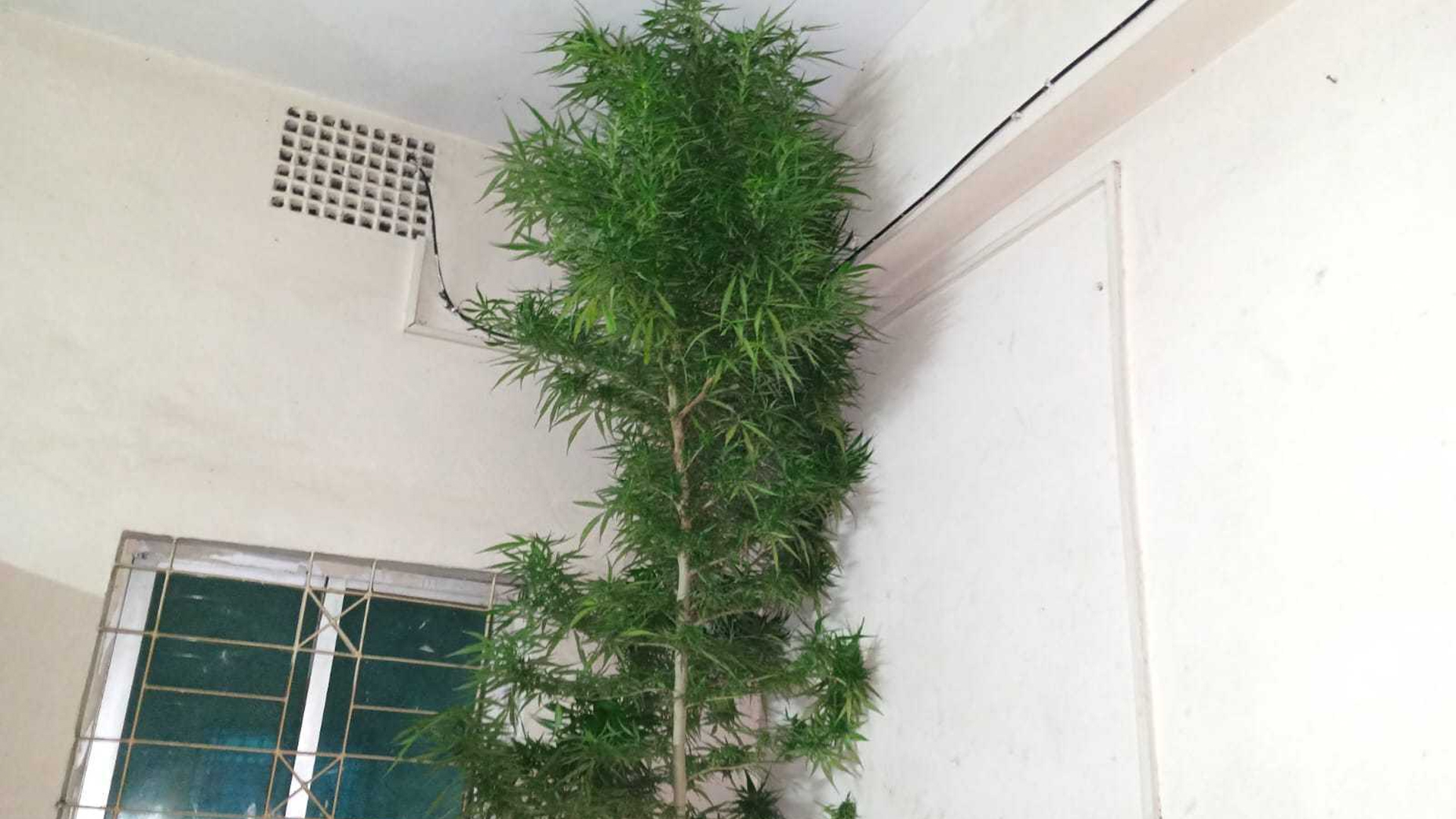 কুড়িগ্রামে ১০ ফুটের এক গাঁজা গাছ উদ্ধার