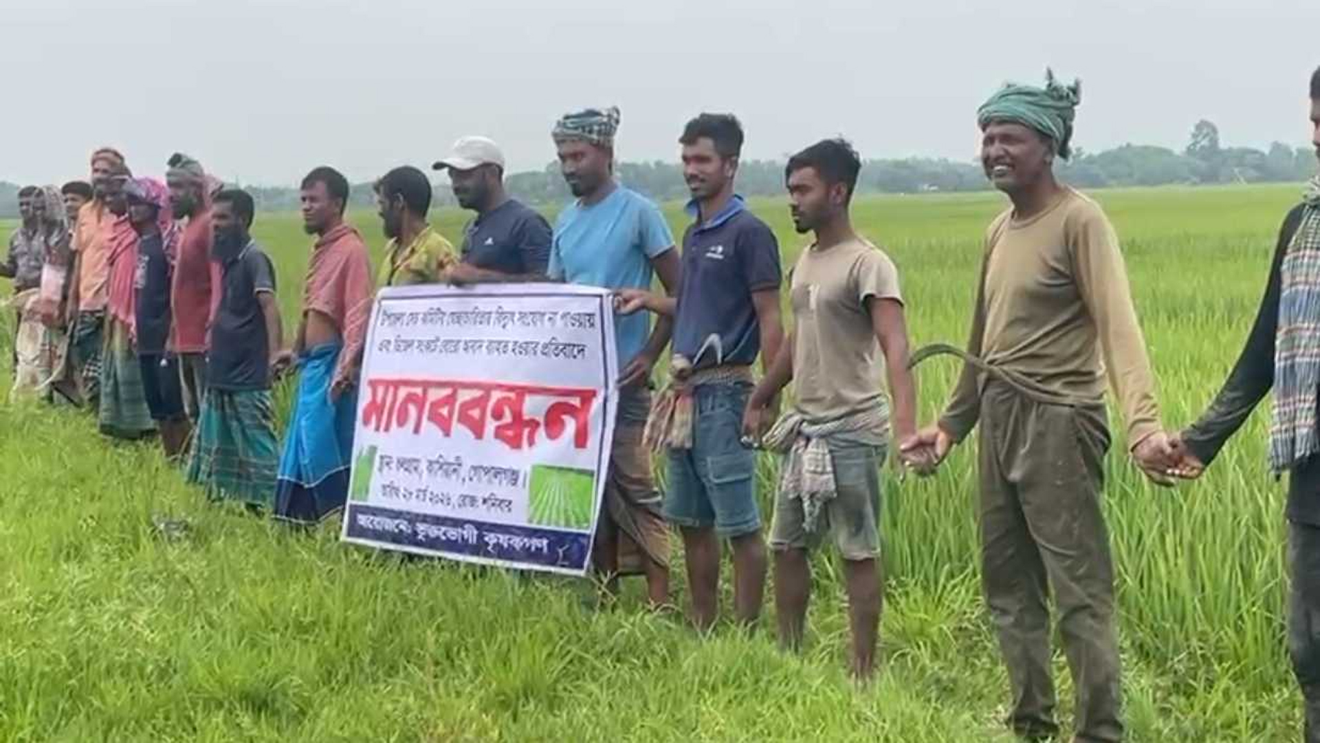 গোপালগঞ্জে ধানক্ষেতে কৃষকদের মানববন্ধন