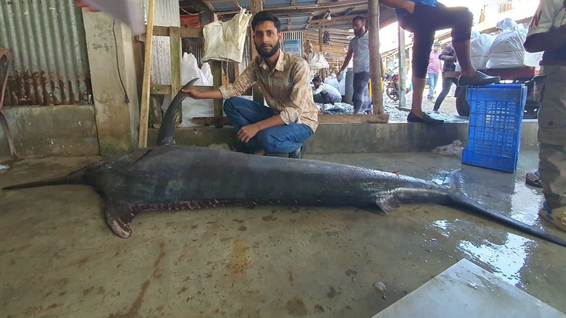 কুয়াকাটায় জালে ধরা পড়লো ৮০ কেজি ওজনের ‘পাখি মাছ’