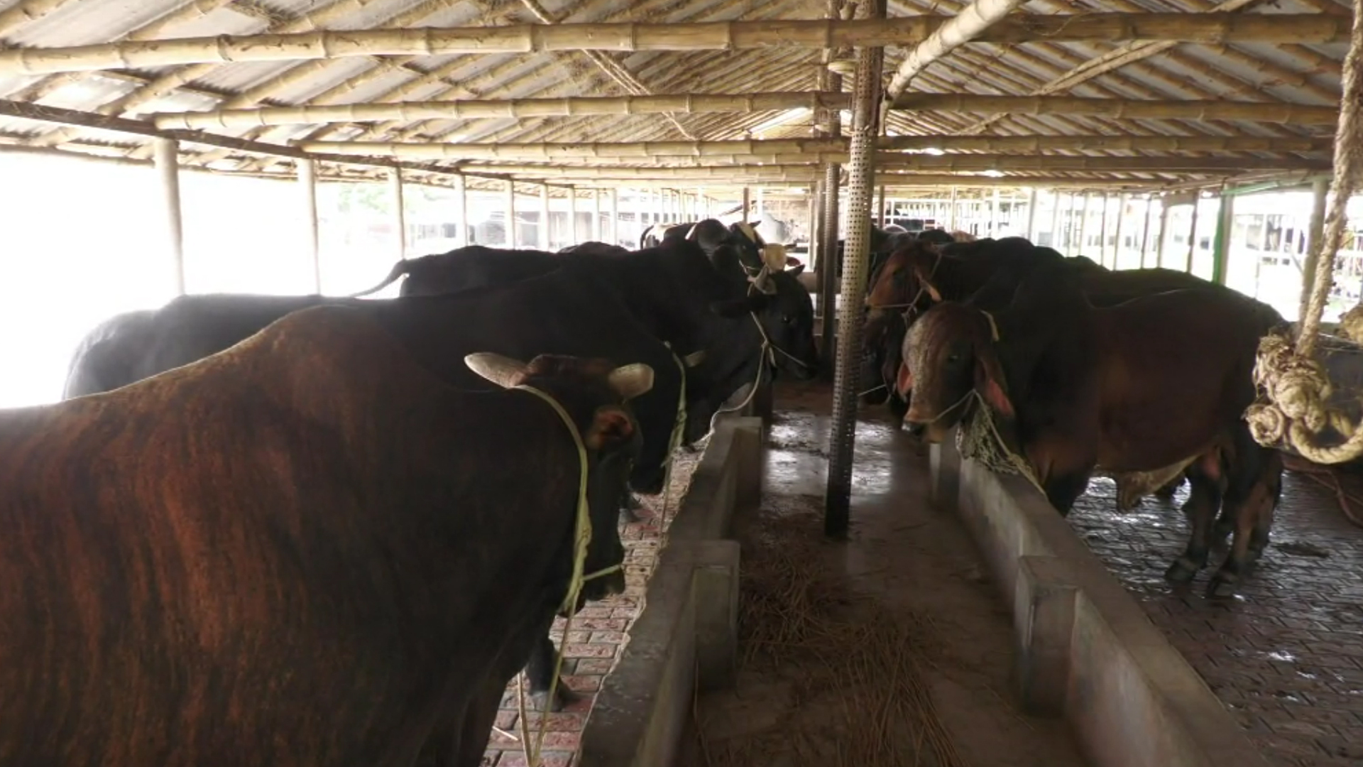 নাটোরে কোরবানির প্রস্তুতিতে উদ্বেগ, লোকসানের ভয়ে আগেভাগেই গরু বিক্রি করছেন খামারিরা!