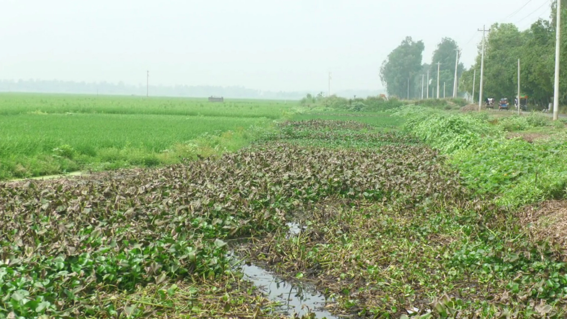 অস্তিত্ব হারাচ্ছে চলনবিল, প্রতিবছর বাড়ছে অনাবাদি জমির আয়তন