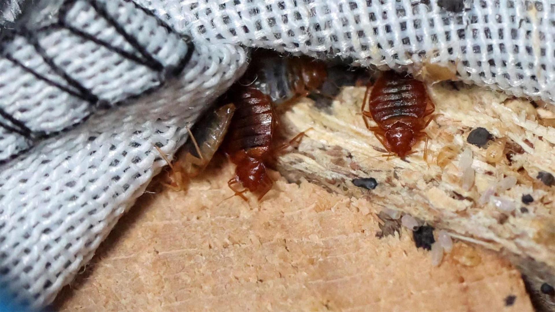 How To Get Rid Of Mild Bed Bug Infestation