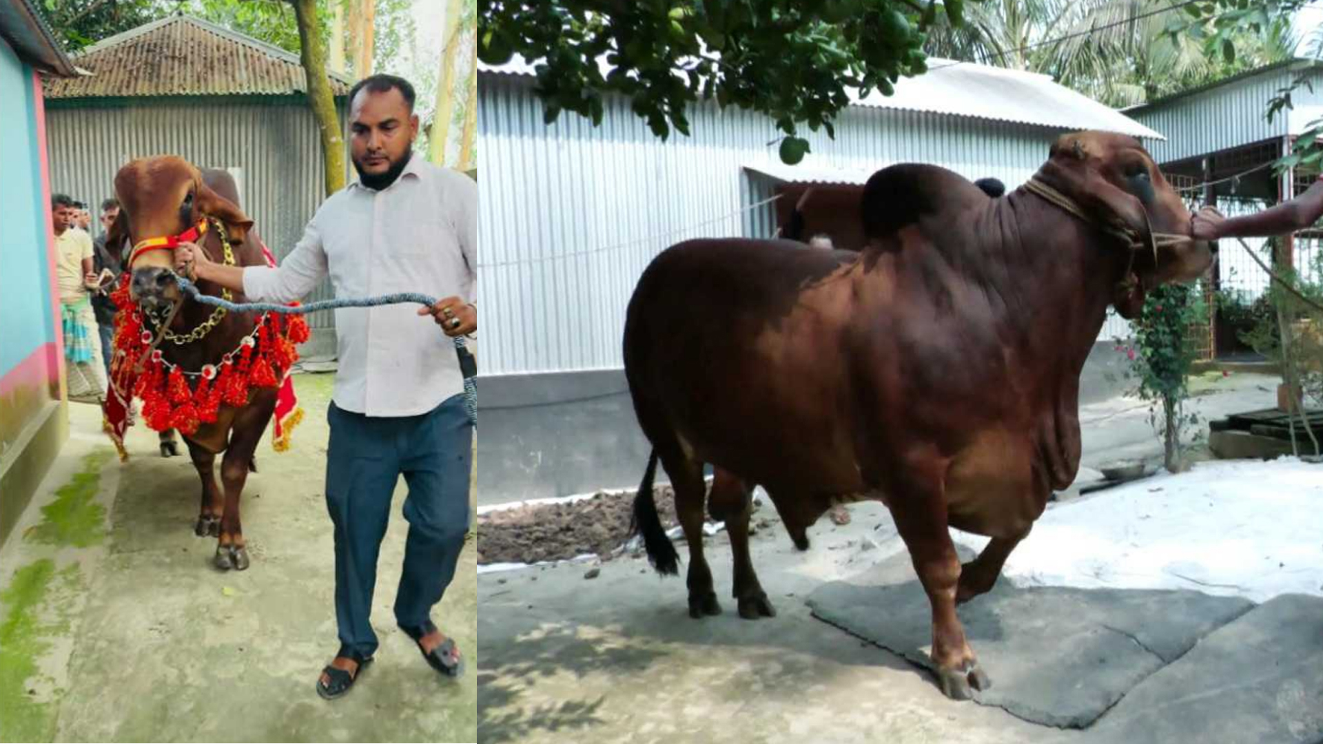 ২০ লাখ টাকায় বিক্রি ‘সুপারস্টার’, লাল কাপড়ে সাজিয়ে ঘুরিয়ে দেখালেন মালিক