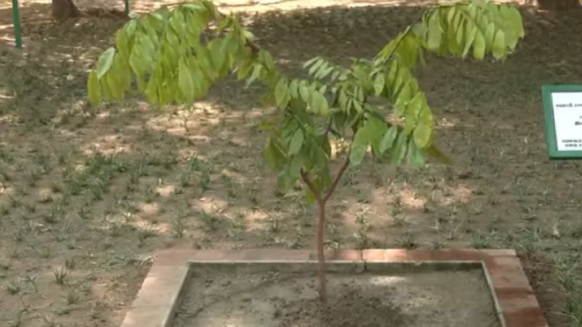 স্মৃতিসৌধ প্রাঙ্গণে পারিজাত গাছের চারা রোপন করলেন প্রধানমন্ত্রী