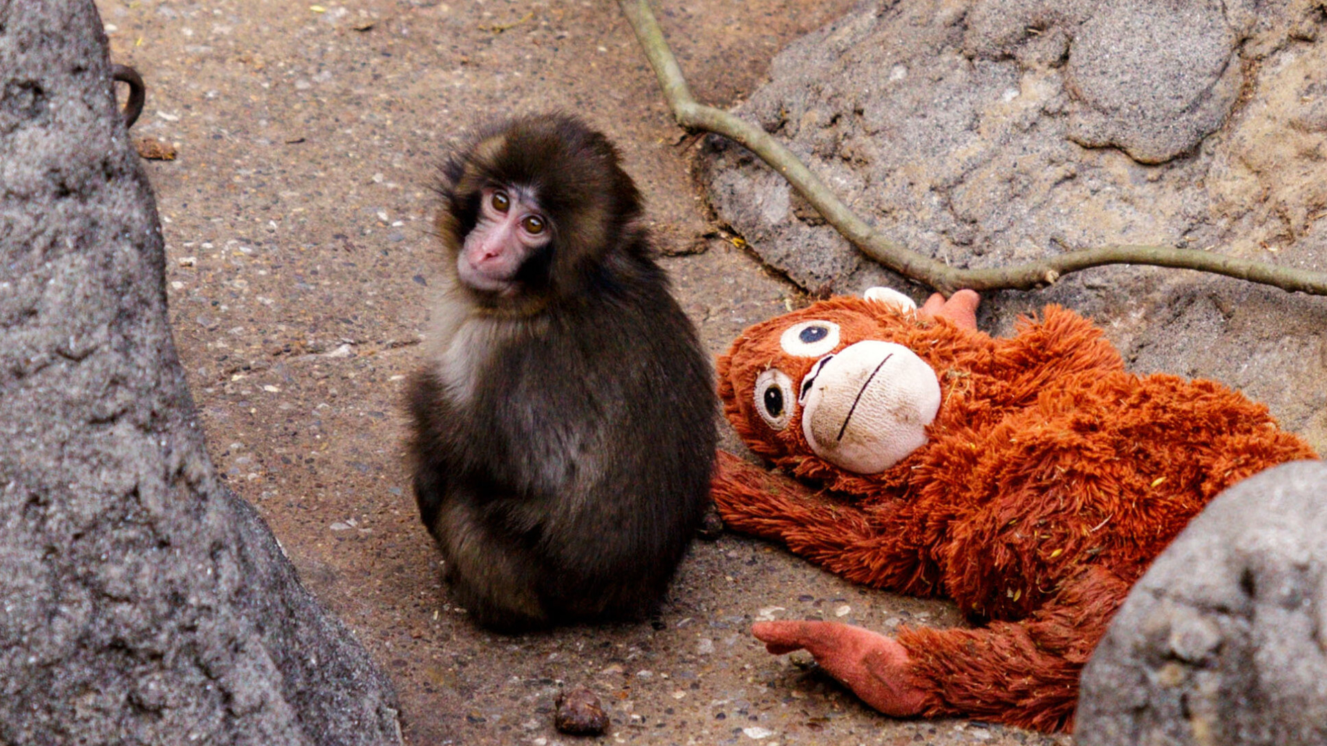 সবার মন জয় করে নেয়া ৭ মাস বয়সি নিঃসঙ্গ বানর ‘পাঞ্চ’