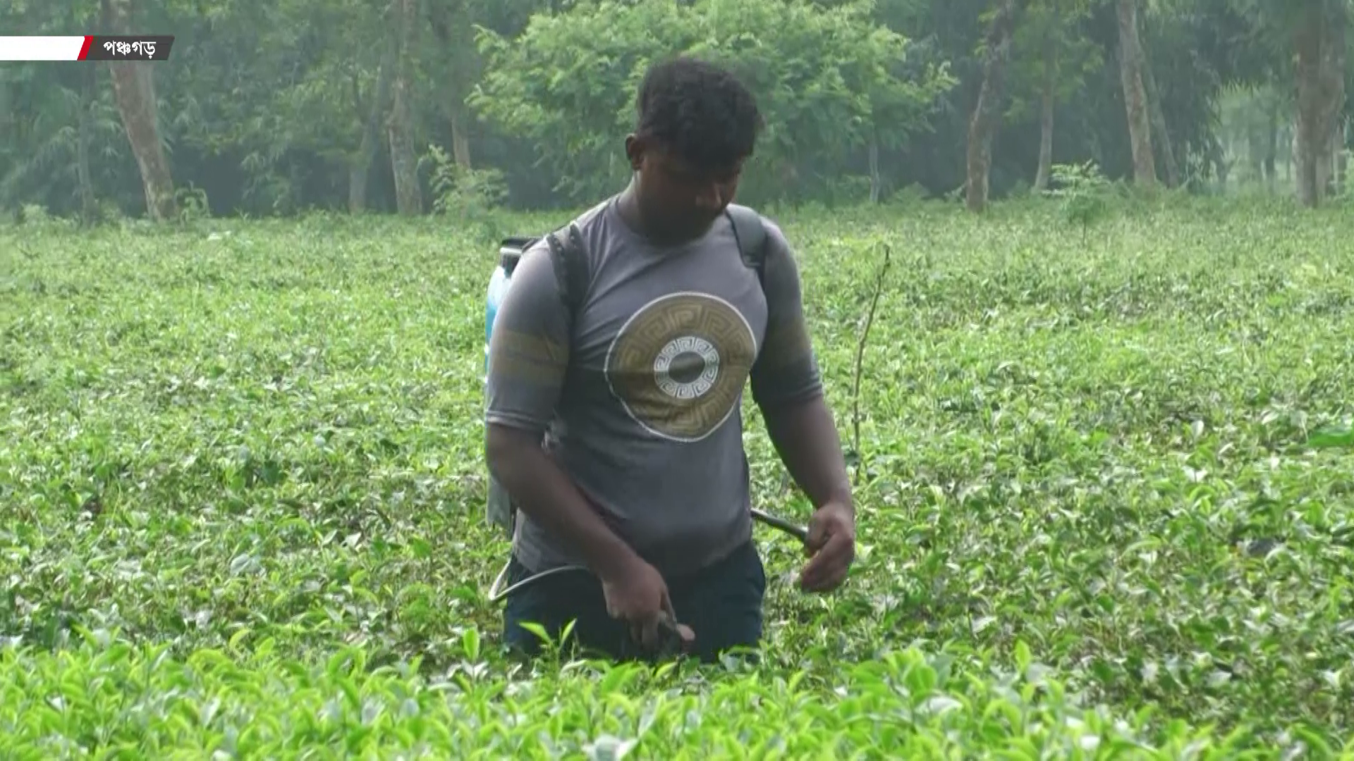 দাম বাড়লেও পঞ্চগড়ের চা চাষিদের কপালে কেন চিন্তার ভাঁজ?