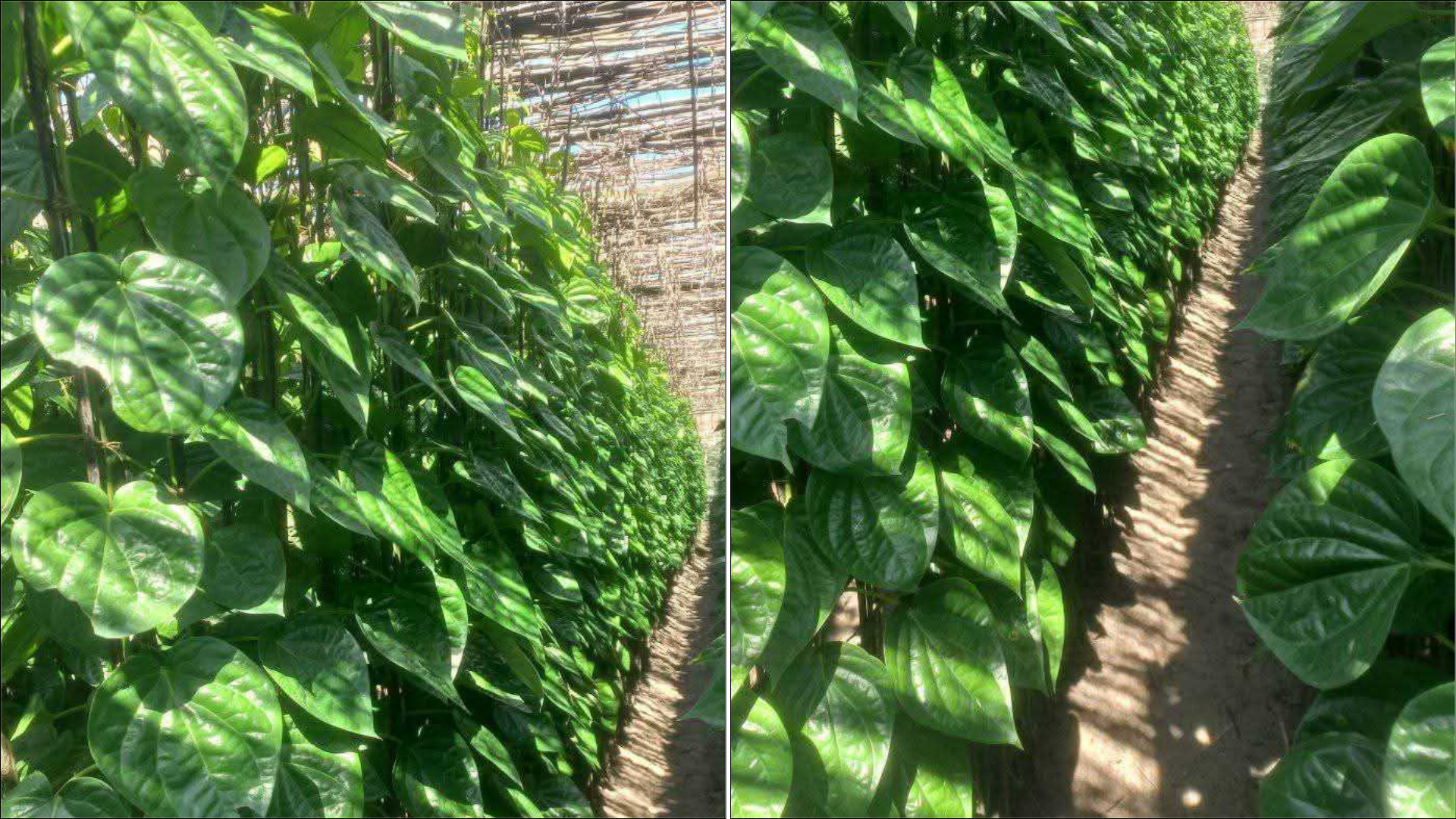 বরিশালে পান চাষে লোকসানের শঙ্কা