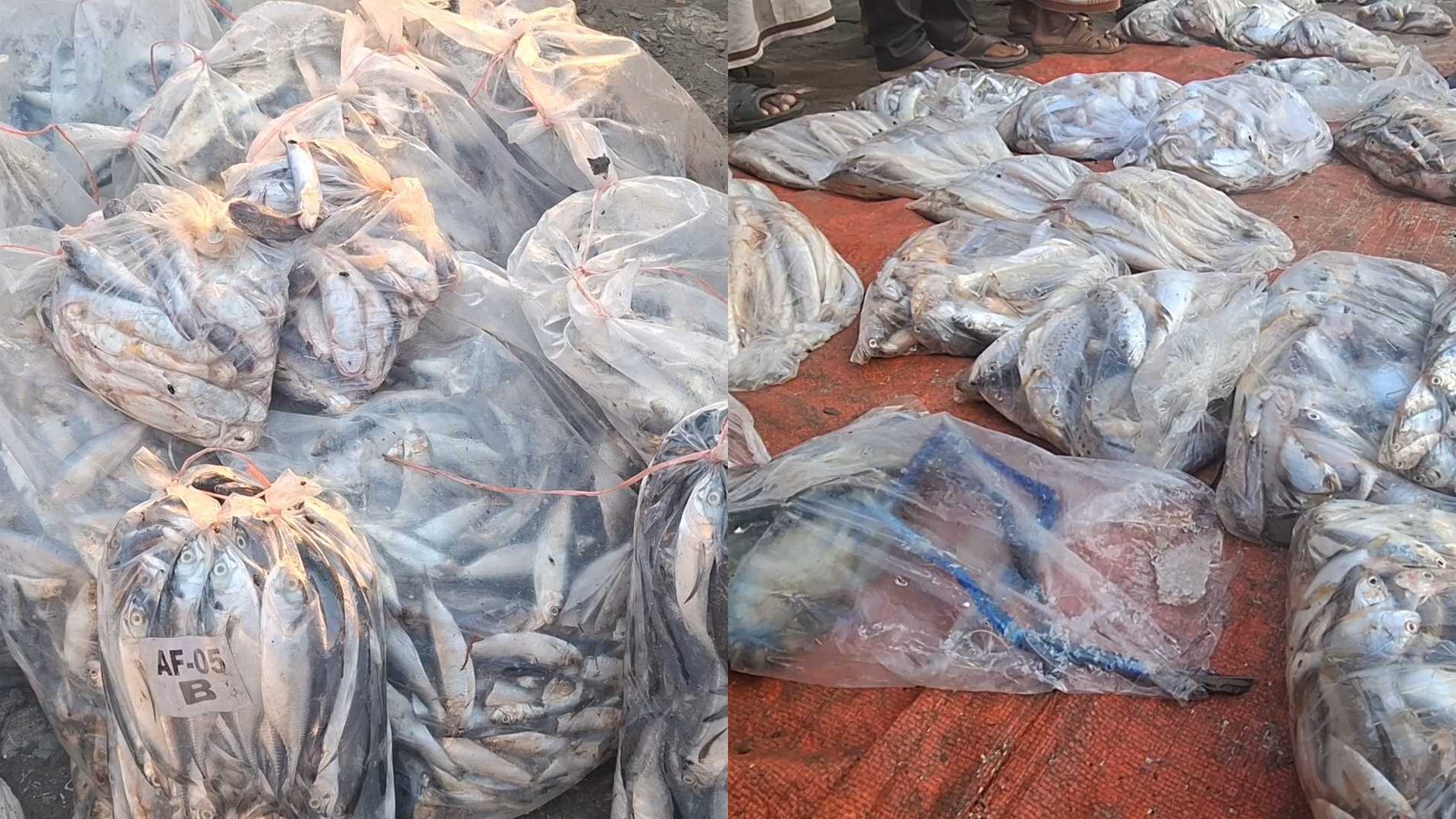 পটুয়াখালীতে চড়া মাছের বাজার, বিপাকে ভোক্তা
