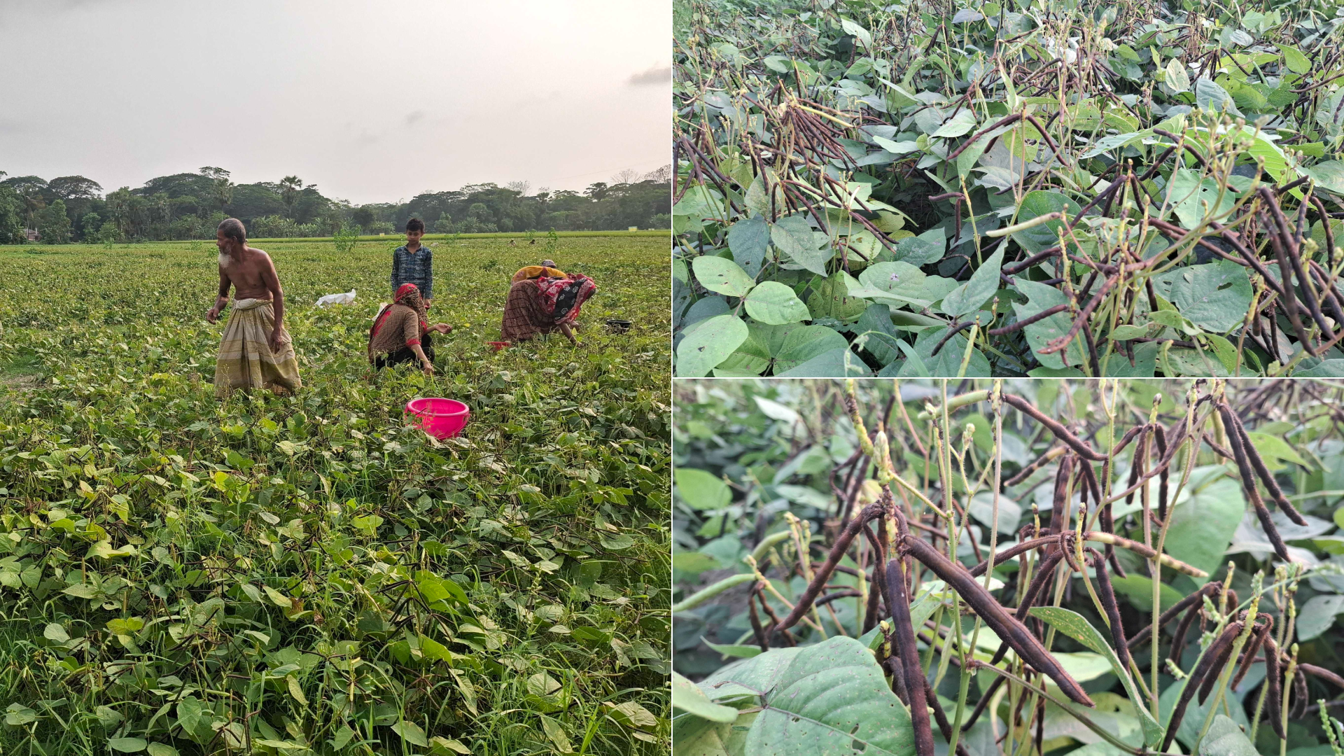 পটুয়াখালীতে মুগডালের বাম্পার ফলন, কম খরচে বেশি লাভে কৃষকের মুখে হাসি