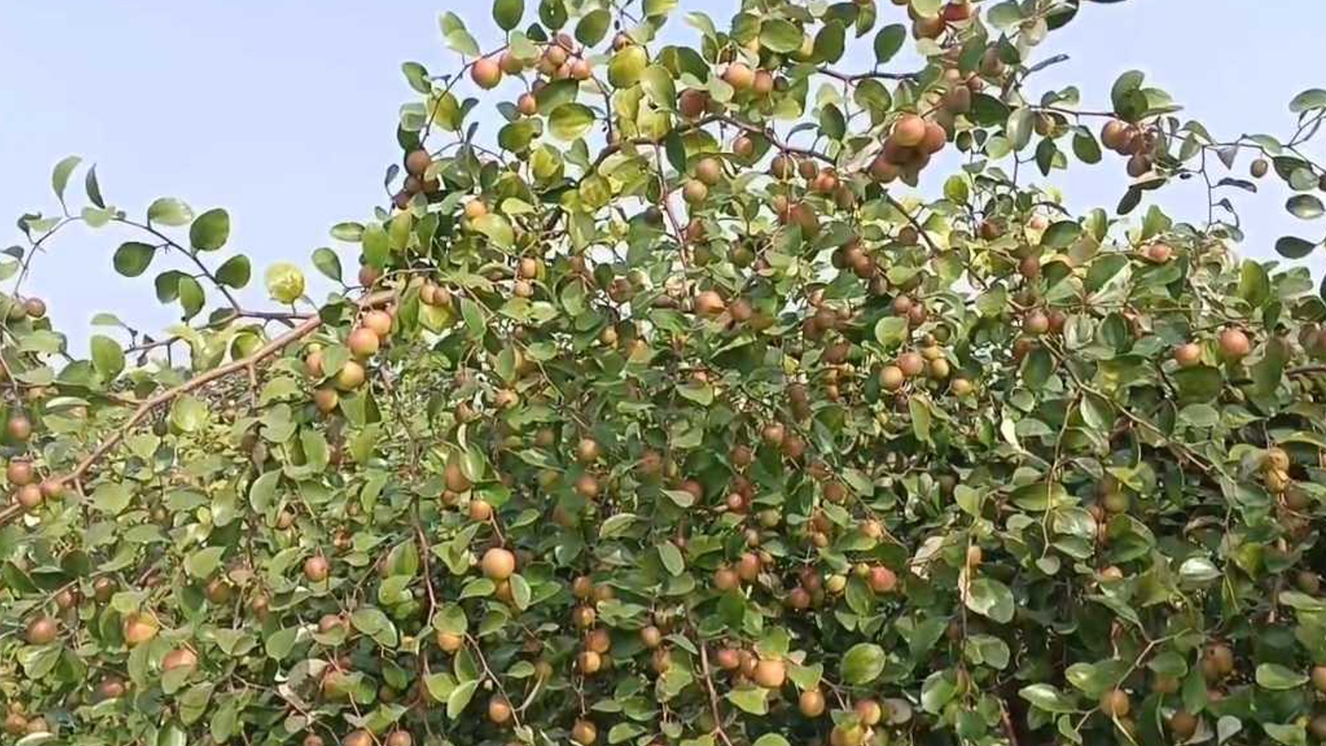 সাতক্ষীরায় কুলের বাম্পার ফলন, ১৬০ কোটি টাকার বেচাকেনার আশা