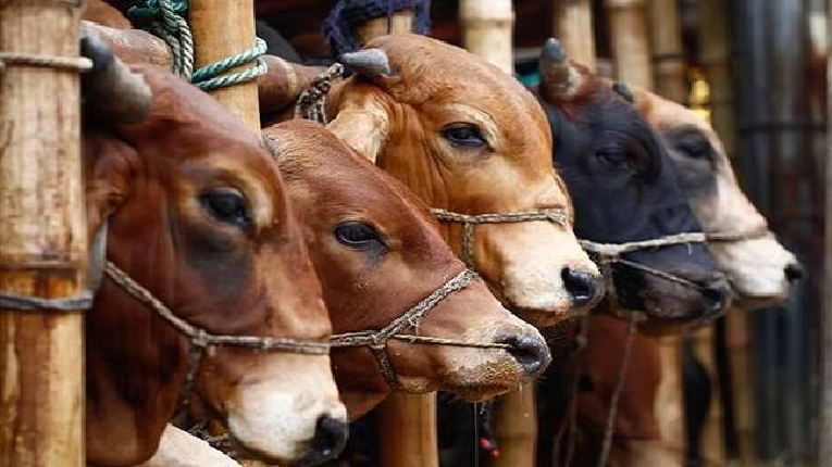 Erotik super komediyalar