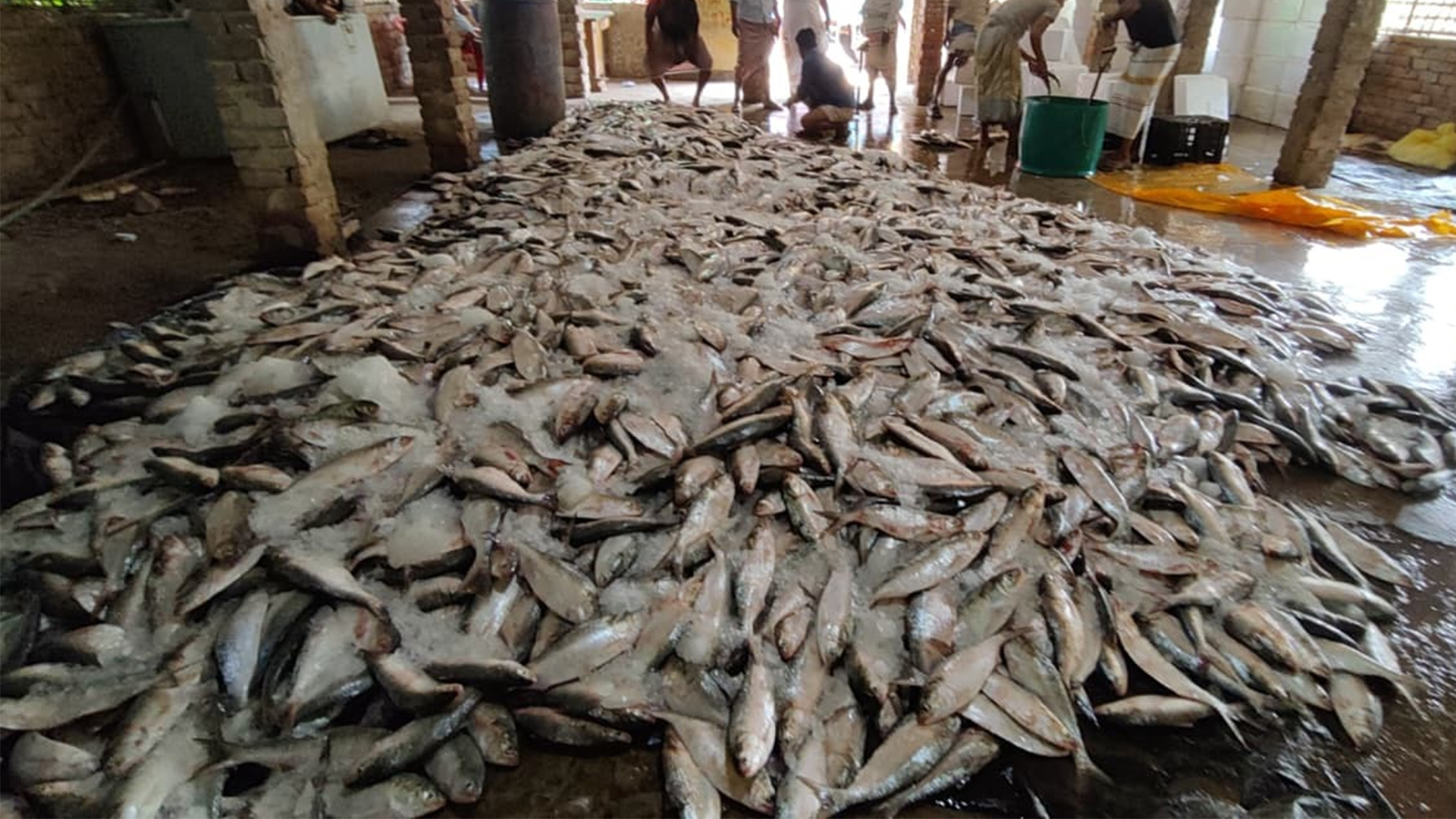 বঙ্গোপসাগরে একবারেই জালে উঠে এলো ১০১ মণ ইলিশ!