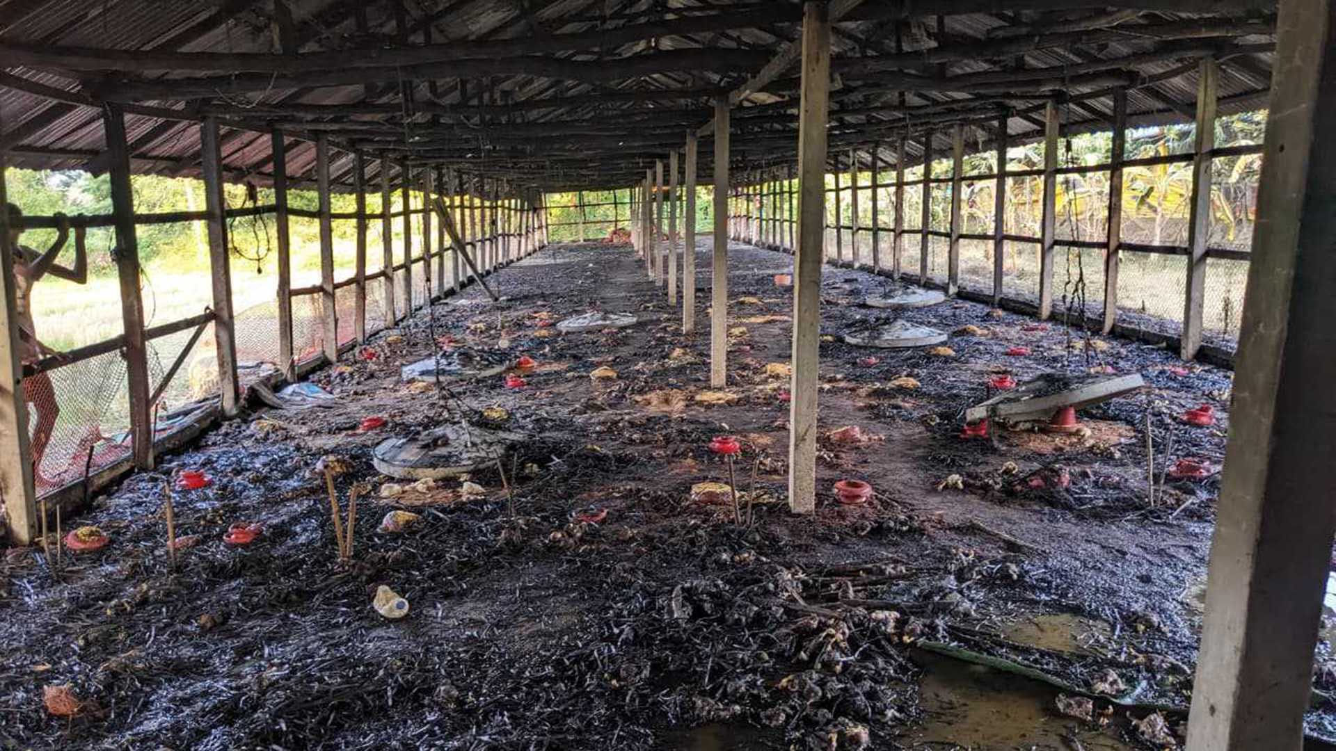 চট্টগ্রামে আগুনে পুড়ে ২৫০০ মুরগির বাচ্চার মৃত্যু