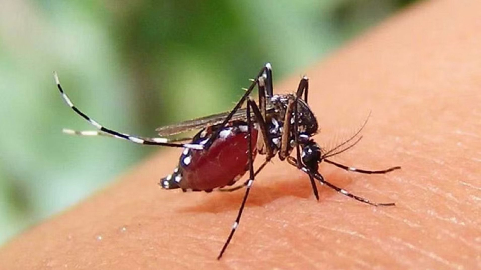 ডেঙ্গুতে আরও ৪ মৃত্যু, হাসপাতালে ভর্তি ৭৮১