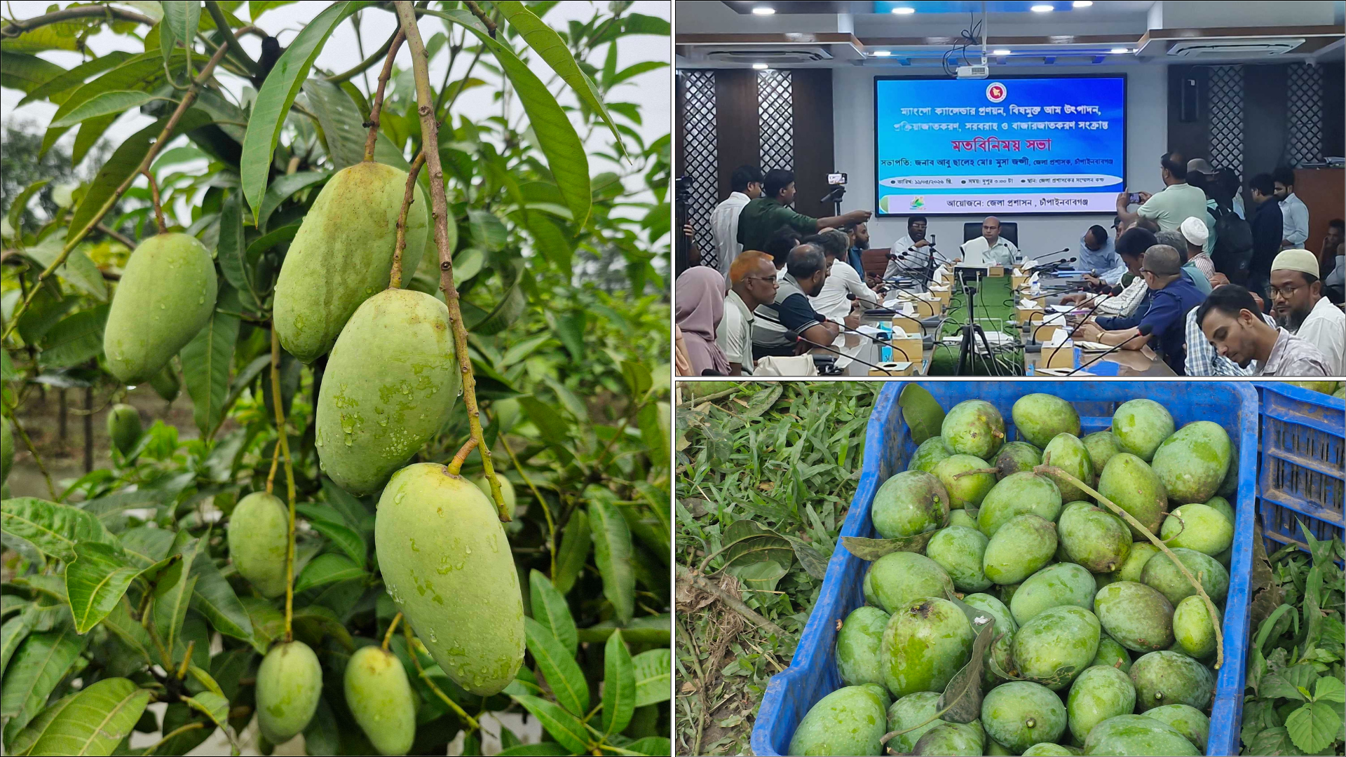 চাঁপাইনবাবগঞ্জে এবারও থাকছে না আম পাড়ার ক্যালেন্ডার