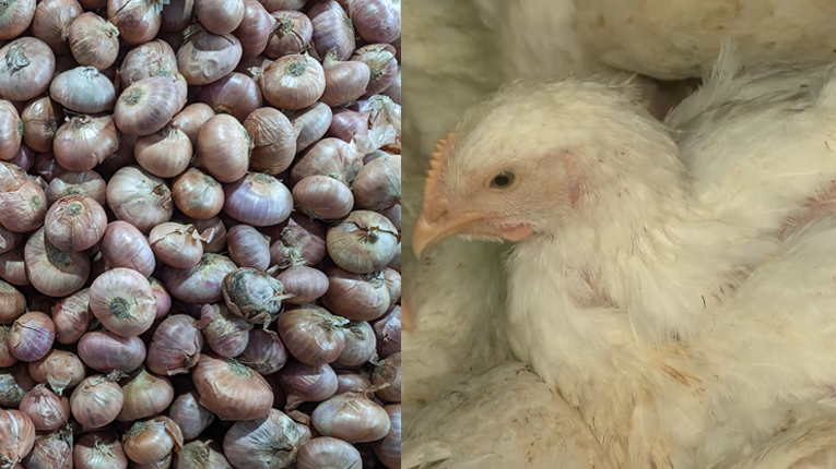 পেঁয়াজের ঝাঁজ কমলেও, দাম চড়া ব্রয়লারের