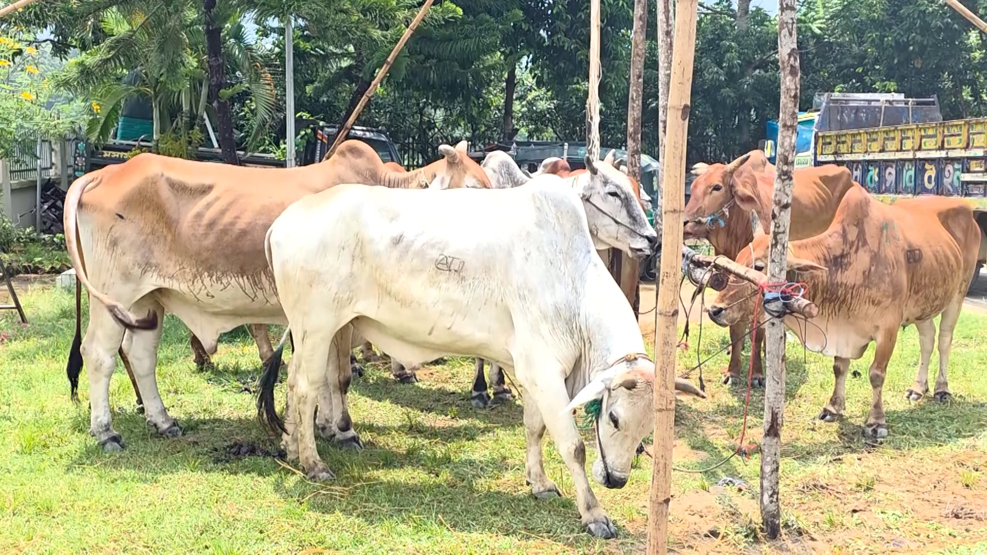 কোরবানির হাটে চোরাইপথে আসছে মিয়ানমারের গরু!