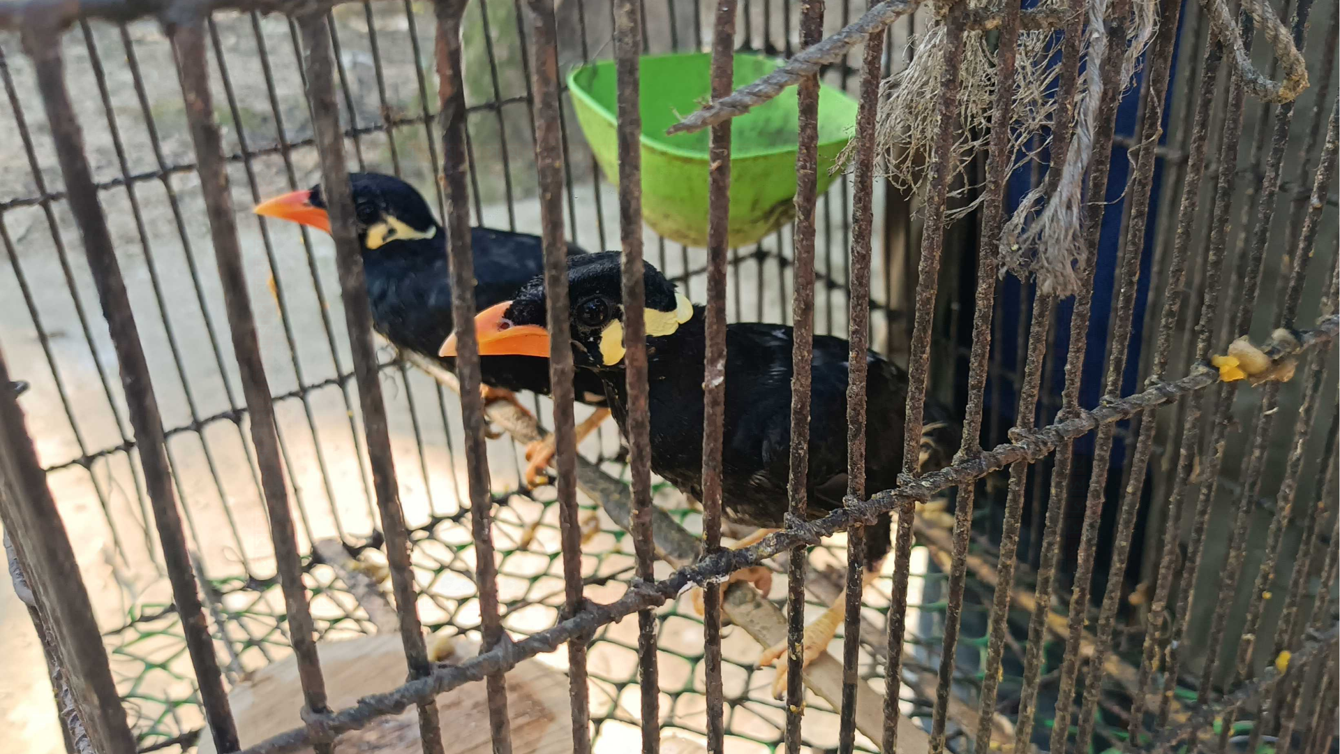 কাপ্তাইয়ে ২ পাহাড়ি ময়না উদ্ধার