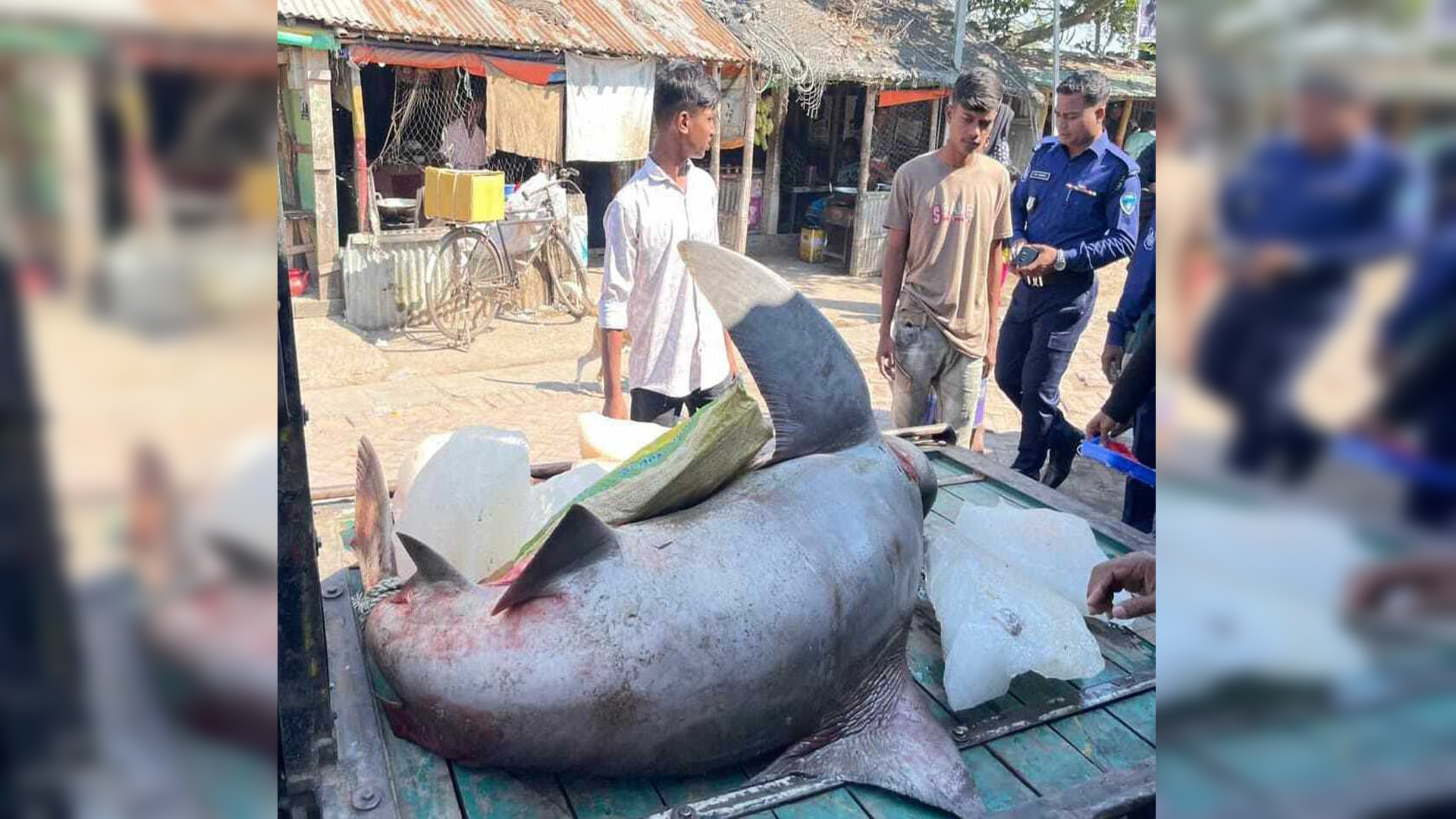 কুতুবদিয়ায় বিরল প্রজাতির হাঙর উদ্ধার