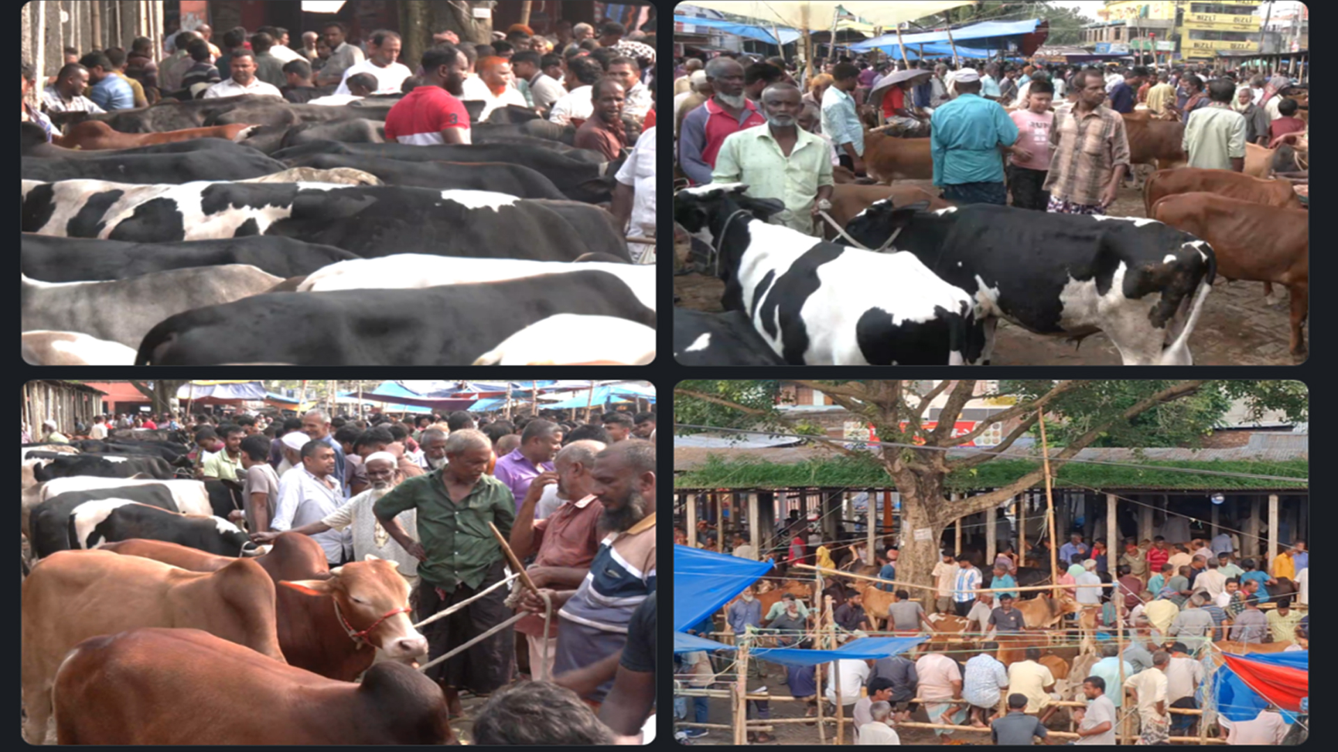 খামারিদের আক্ষেপ বনাম ক্রেতাদের ক্ষোভ, লালবাগ হাটে কোরবানির পশুর কেমন দাম?