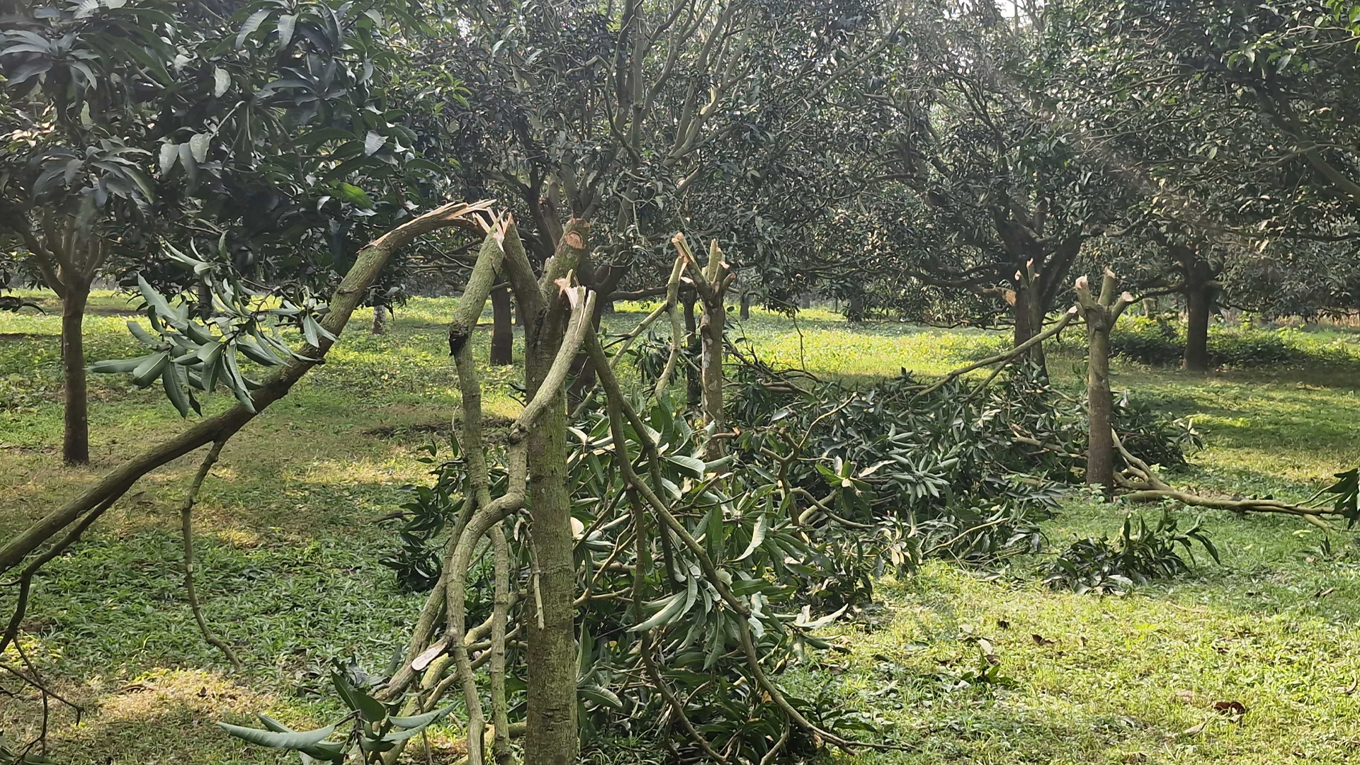 থানায় অভিযোগ করার পরেও রাতের অন্ধকারে আমগাছ কাটলো দুর্বৃত্তরা