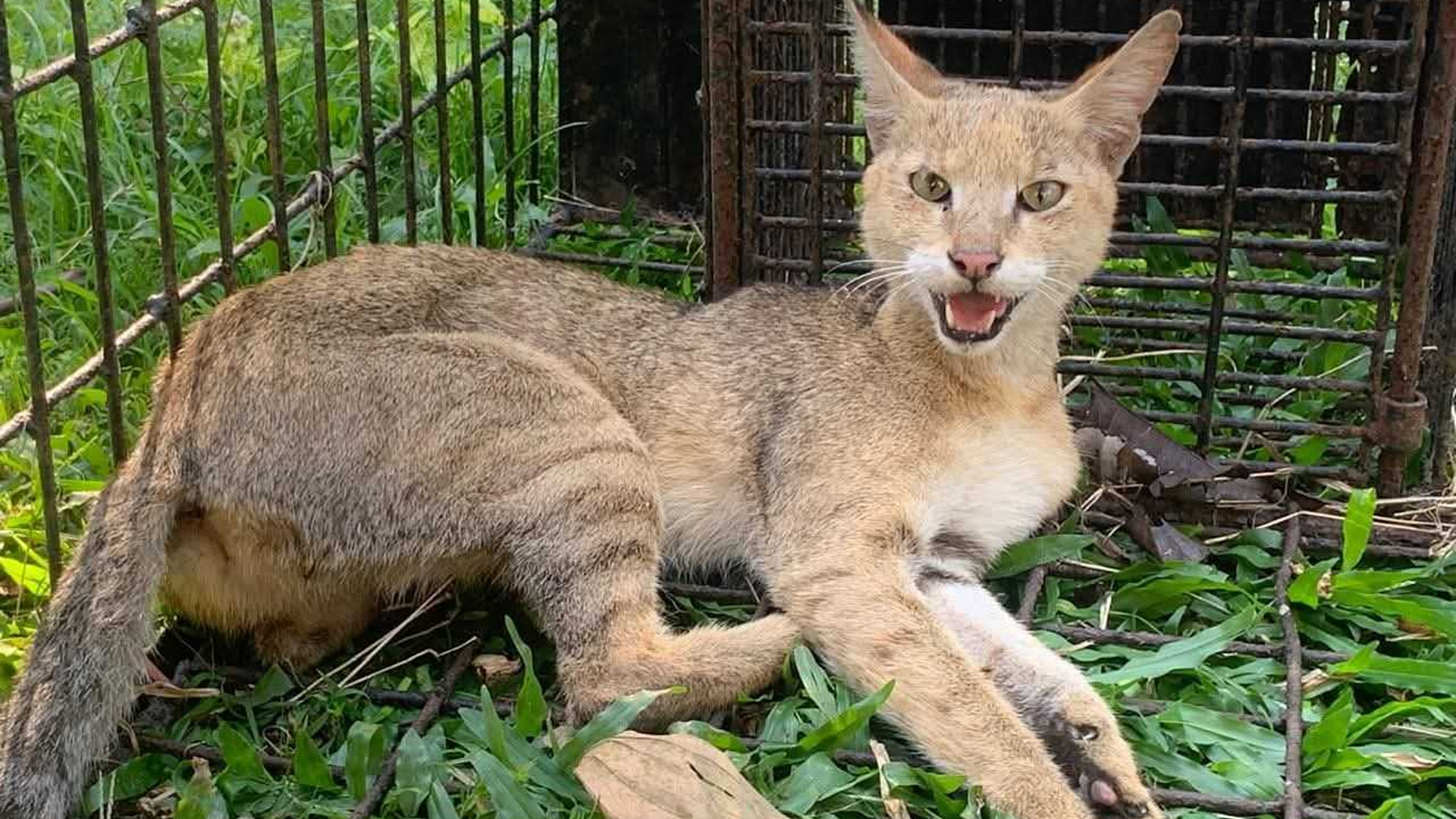 শ্রীমঙ্গলে ঝোপ থেকে আহত বন বিড়াল উদ্ধার