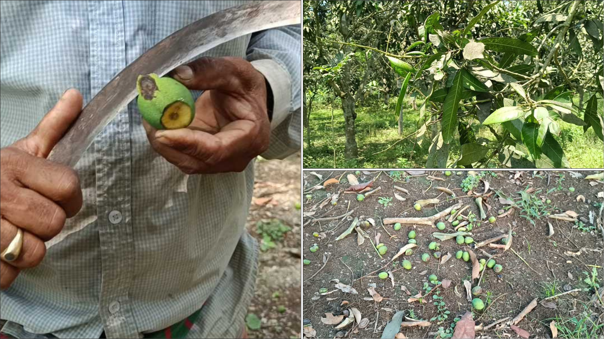 আমগাছে এখন শুধুই বোঁটা, ঝরে পড়ছে ‘স্বপ্ন’