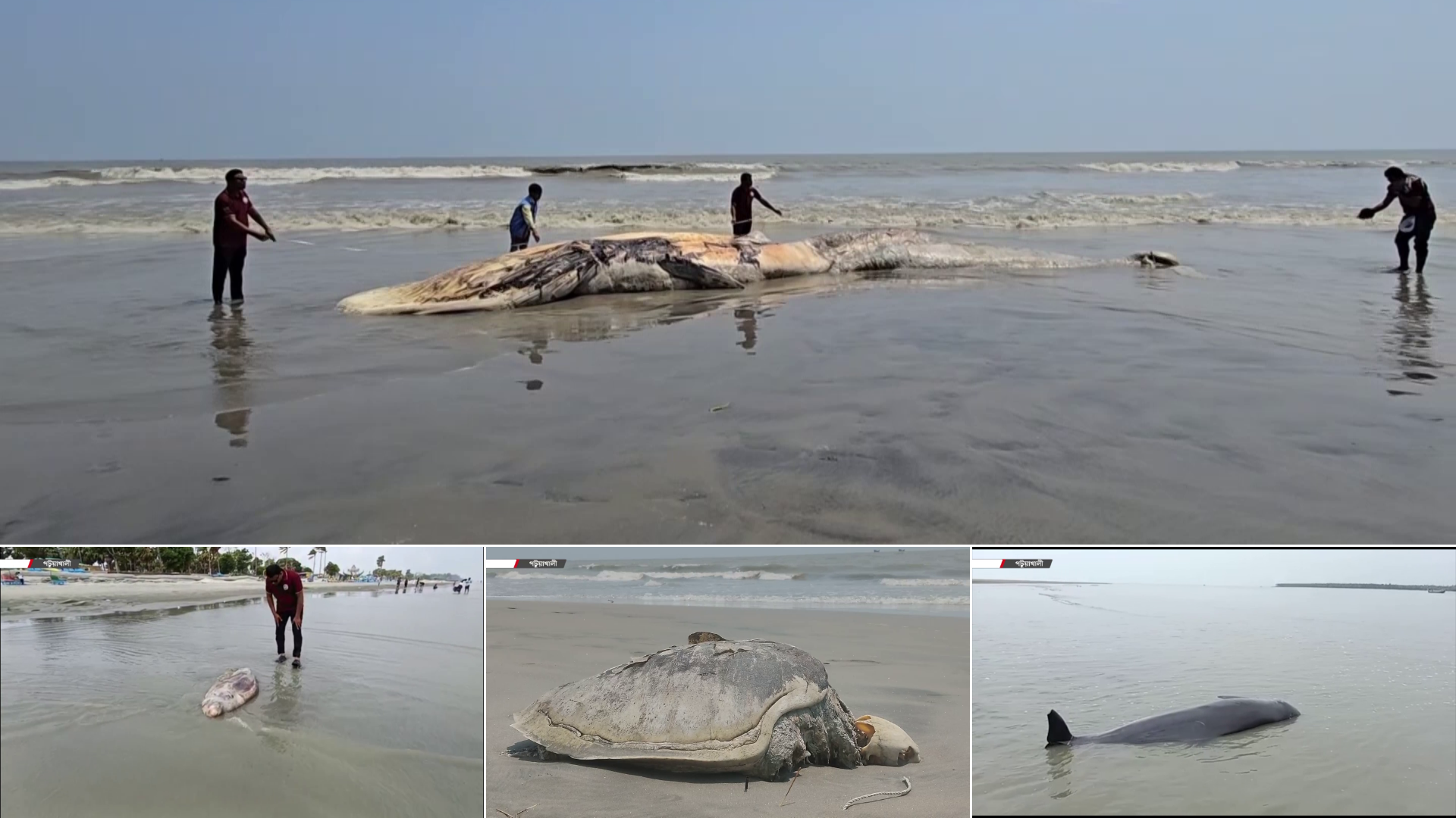 বাড়ছে সামুদ্রিক প্রাণীর রহস্যজনক মৃত্যু, কী বলছেন বিশেষজ্ঞরা