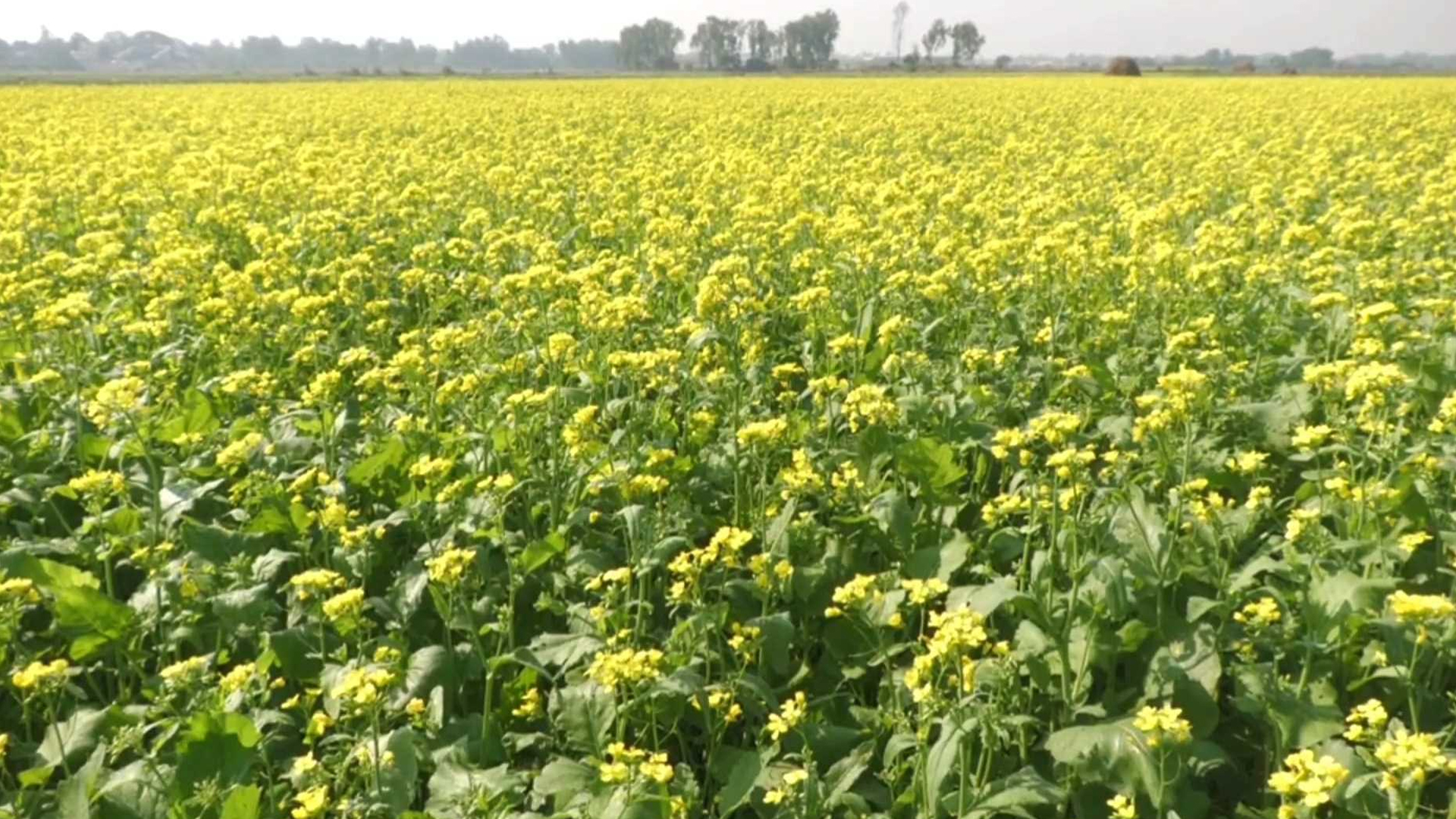 মানিকগঞ্জের মাঠগুলো এখন হলুদের গালিচা, চোখ জুড়ানো সরিষায় বুক বাঁধছে চাষিরা