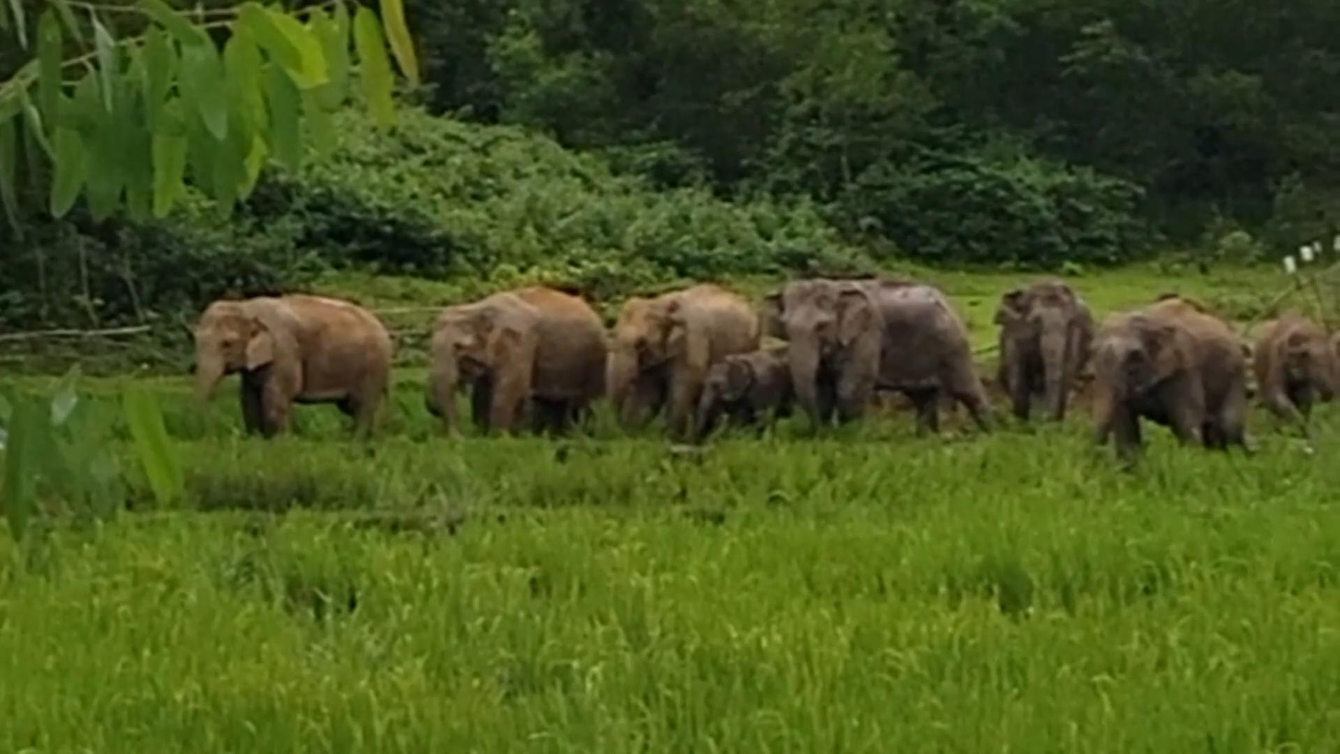 শেরপুরে সন্ধ্যা হলেই পাহাড় থেকে নেমে আসছে হাতির পাল