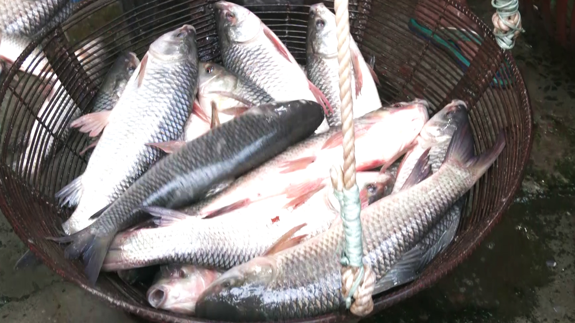 ভারী বর্ষণে ভেসে গেছে পুকুরের মাছ, সরবরাহ কমায় বাজারে বেড়েছে দাম