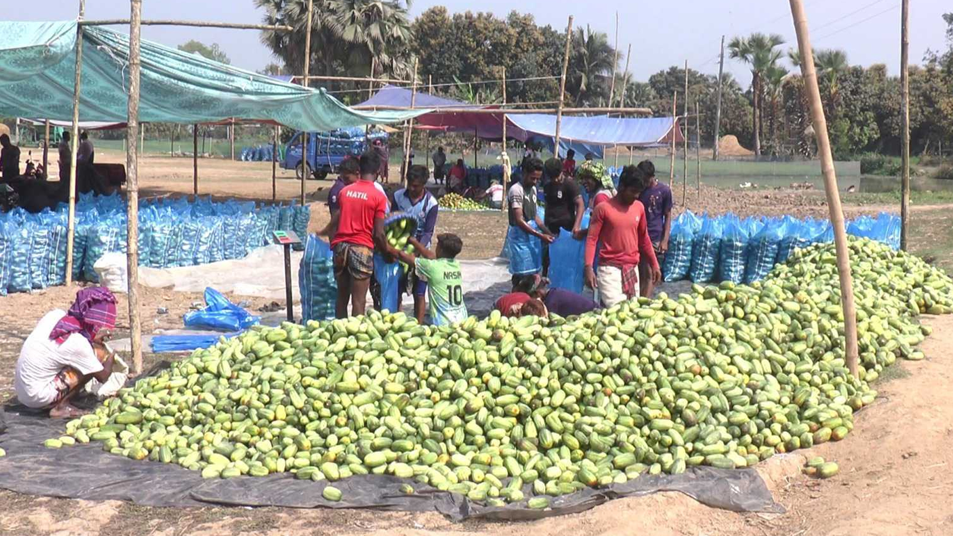 সিরাজগঞ্জের তাড়াশে বাড়ছে ক্ষিরার আবাদ, প্রতি হাটে অর্ধ কোটি টাকার বেচাকেনা