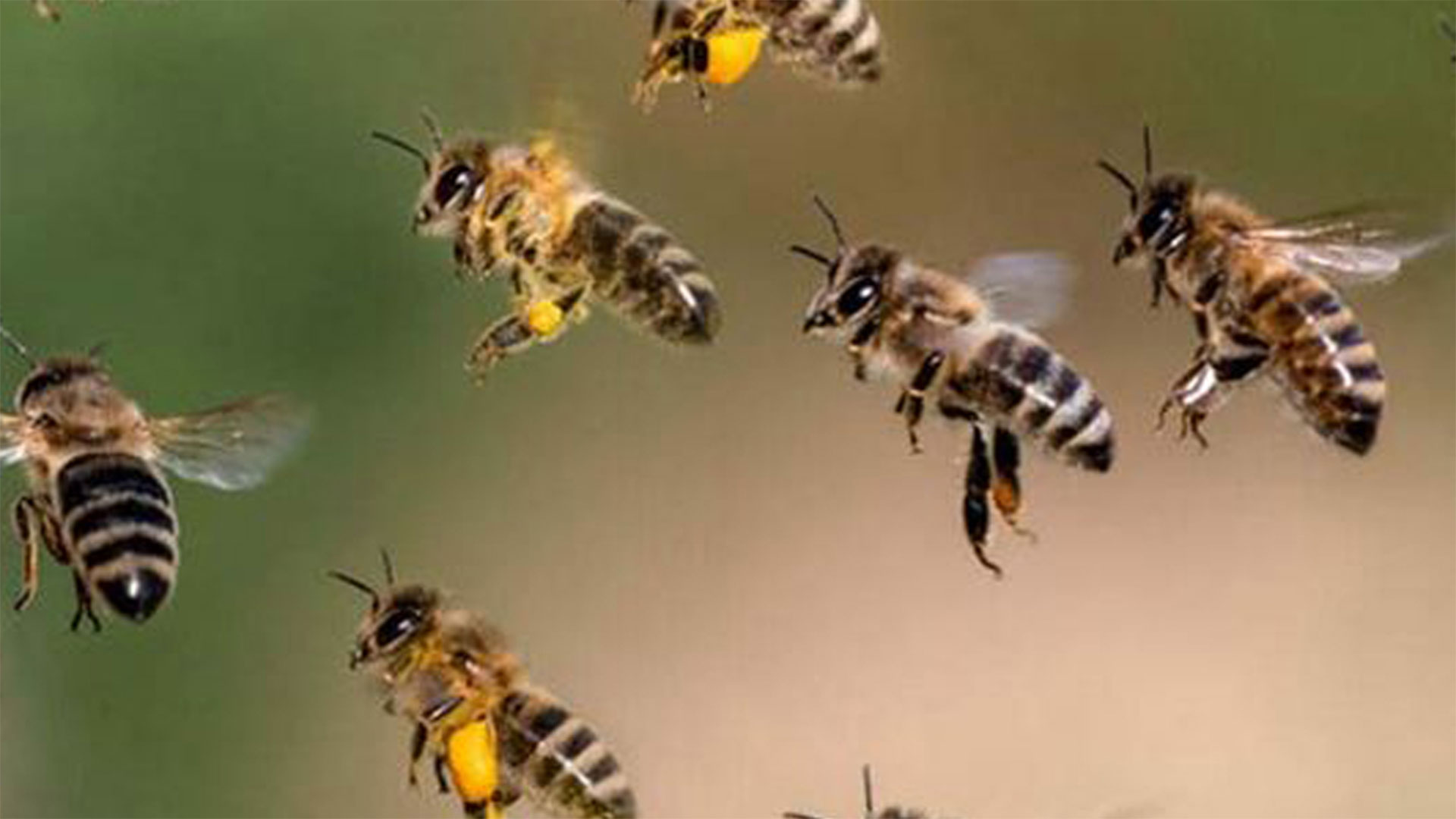 মিরসরাইয়ে চলন্ত গাড়িতে মৌমাছির আক্রমণ, আহত ৩ শিক্ষার্থী