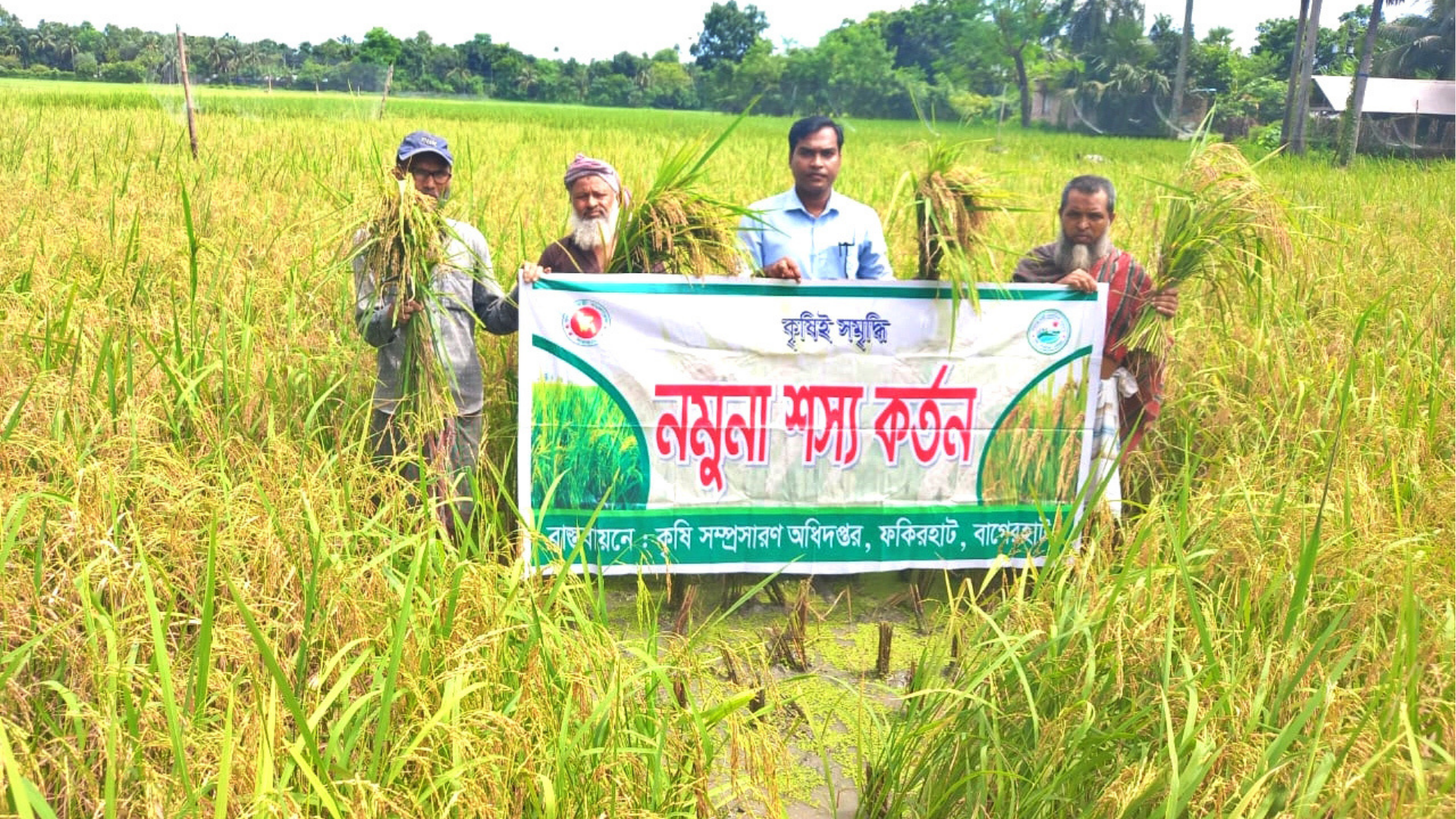 বাগেরহাটে আউশ ধানের বাম্পার ফলন, কৃষকের মুখে হাসি