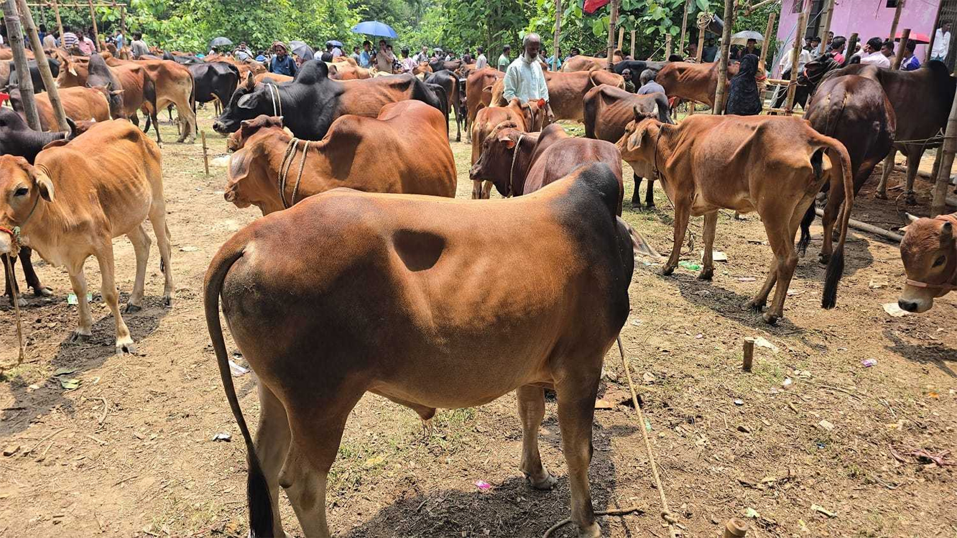 প্রাকৃতিক পরিবেশে বেড়ে ওঠা রাঙামাটির গরুর কদর দেশজুড়ে