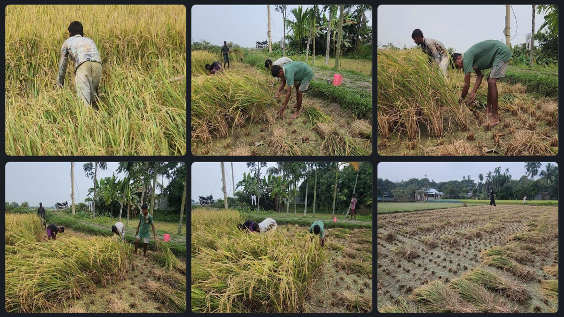দাম না পেলে ক্ষতি পুষবে না নেত্রকোনার কৃষকদের