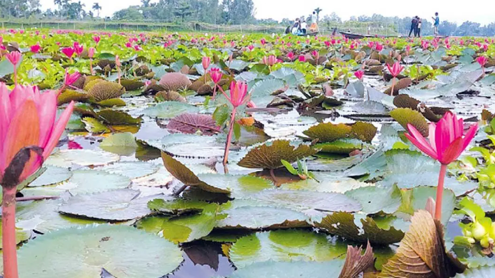 শাপলা তুলতে গিয়ে ডুবে মরল দুই শিশু