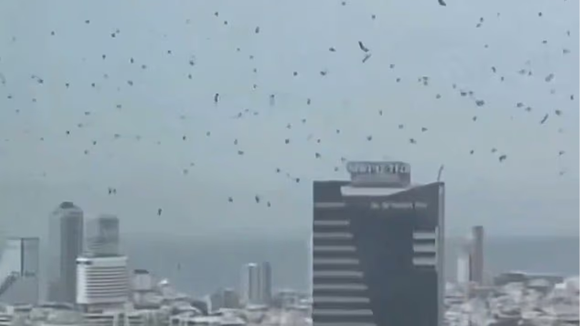 তেল আবিবেরে আকাশে হাজারো কাক, ‘মহাবিপর্যয়ের ইঙ্গিত’?