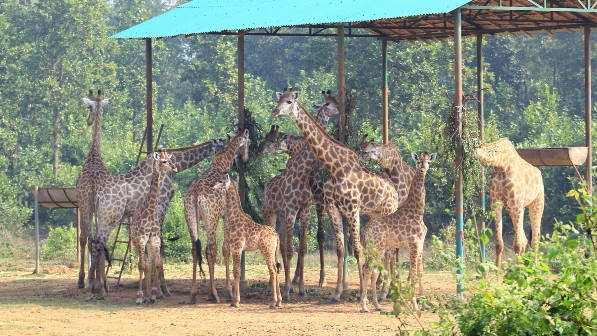 প্রাণী নিধনের মঞ্চ যেন গাজীপুরের সাফারি পার্ক, শেষ জিরাফটিরও মৃত্যু