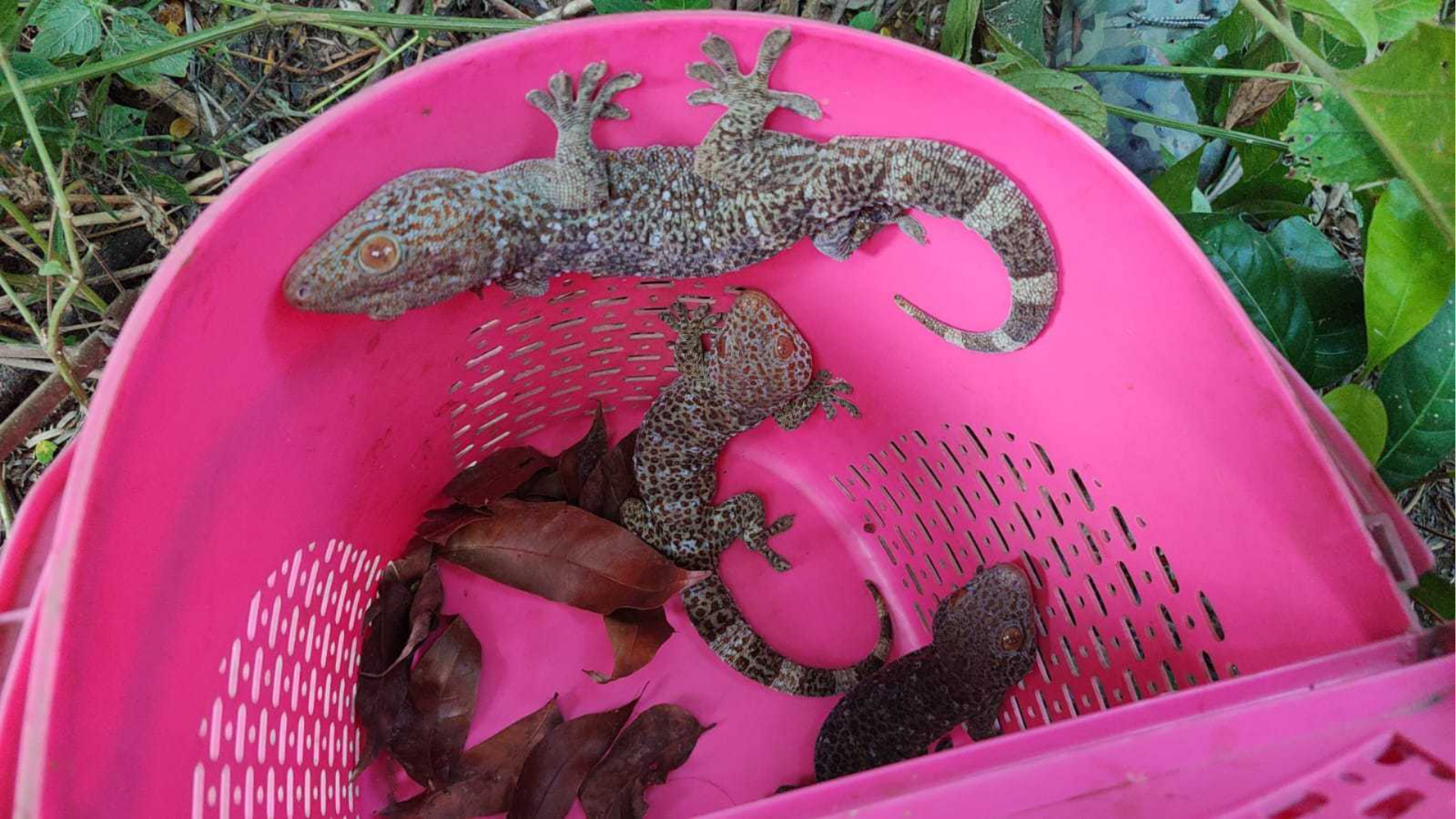 চুয়াডাঙ্গায় উদ্ধার হওয়া ৩ তক্ষক অবমুক্ত