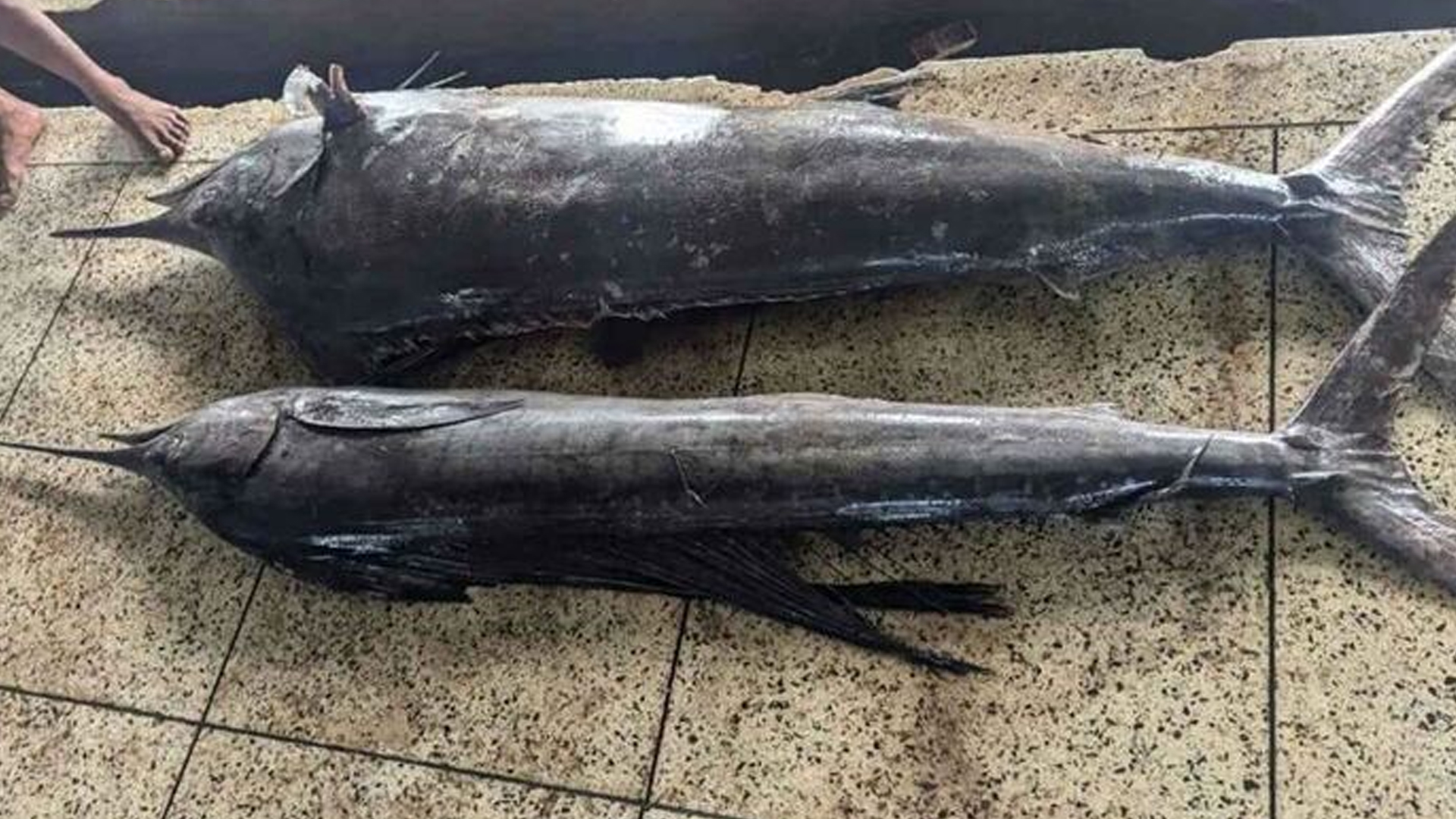 বঙ্গোপসাগরে ধরা পড়ল ৪ মণ ওজনের দুই মাছ, বিক্রি ২৫ হাজারে