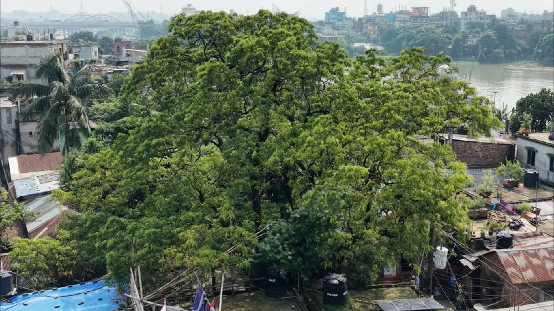 অলৌকিকতা, বিশ্বাস ও ইতিহাসে মোড়ানো ৫০০ বছরের প্রাচীন নিমগাছ
