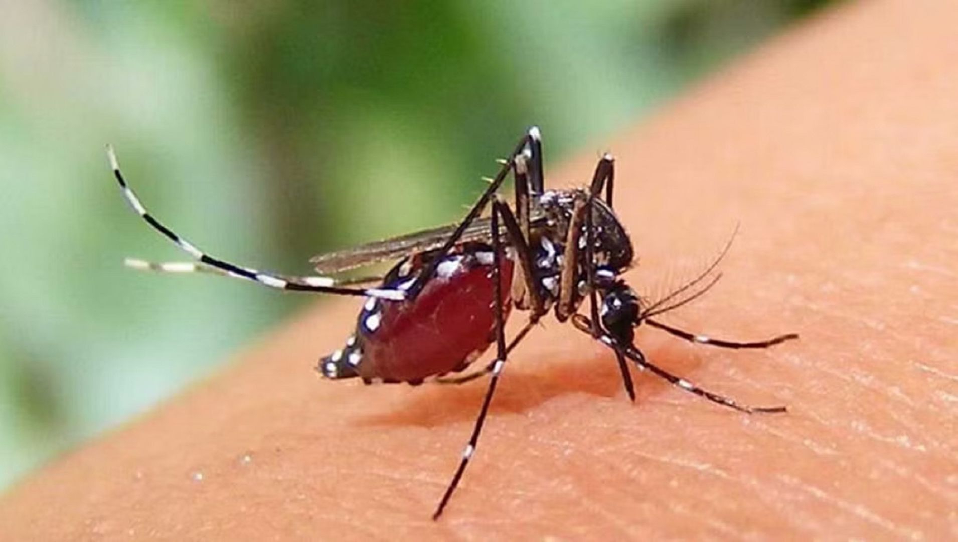 ডেঙ্গু জ্বরে আজও একজনের মৃত্যু, হাসপাতালে ভর্তি ৩৯৪