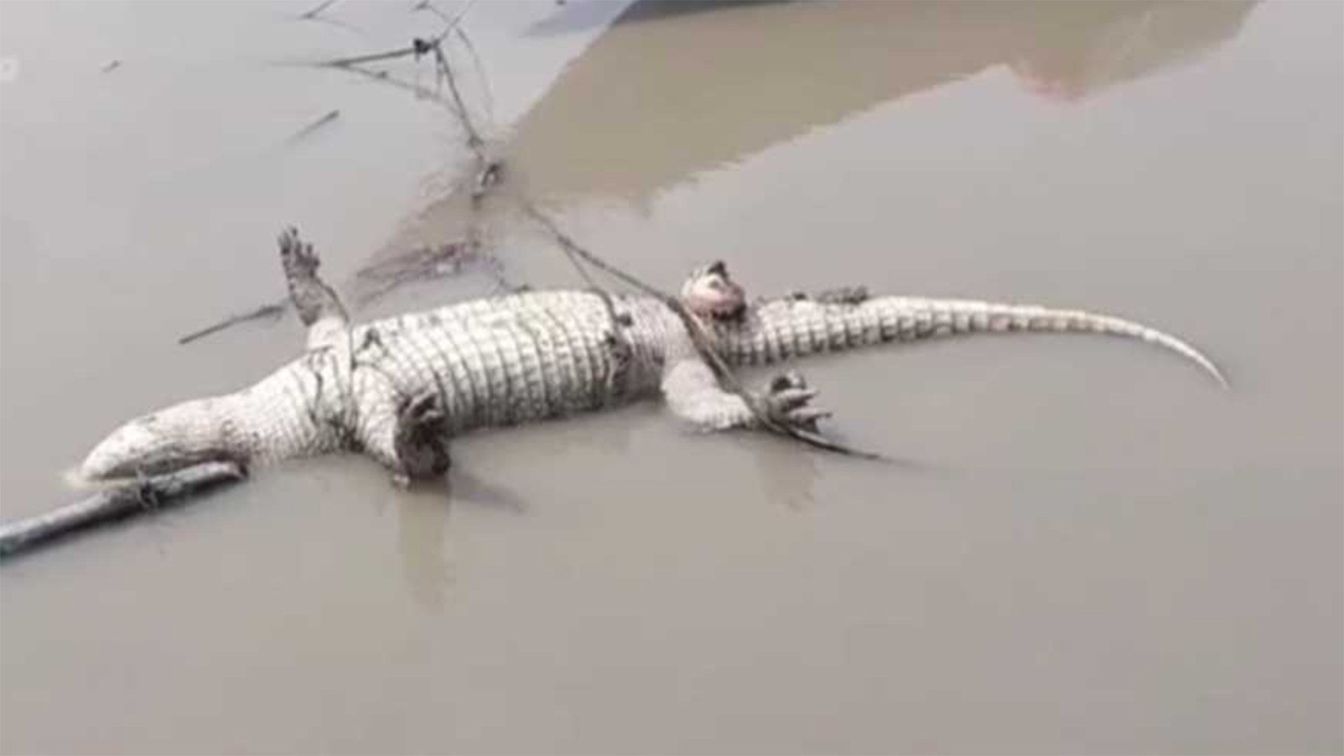 সুন্দরবনের মৃত কুমির ভেসে এলো মোংলার লোকালয়ে