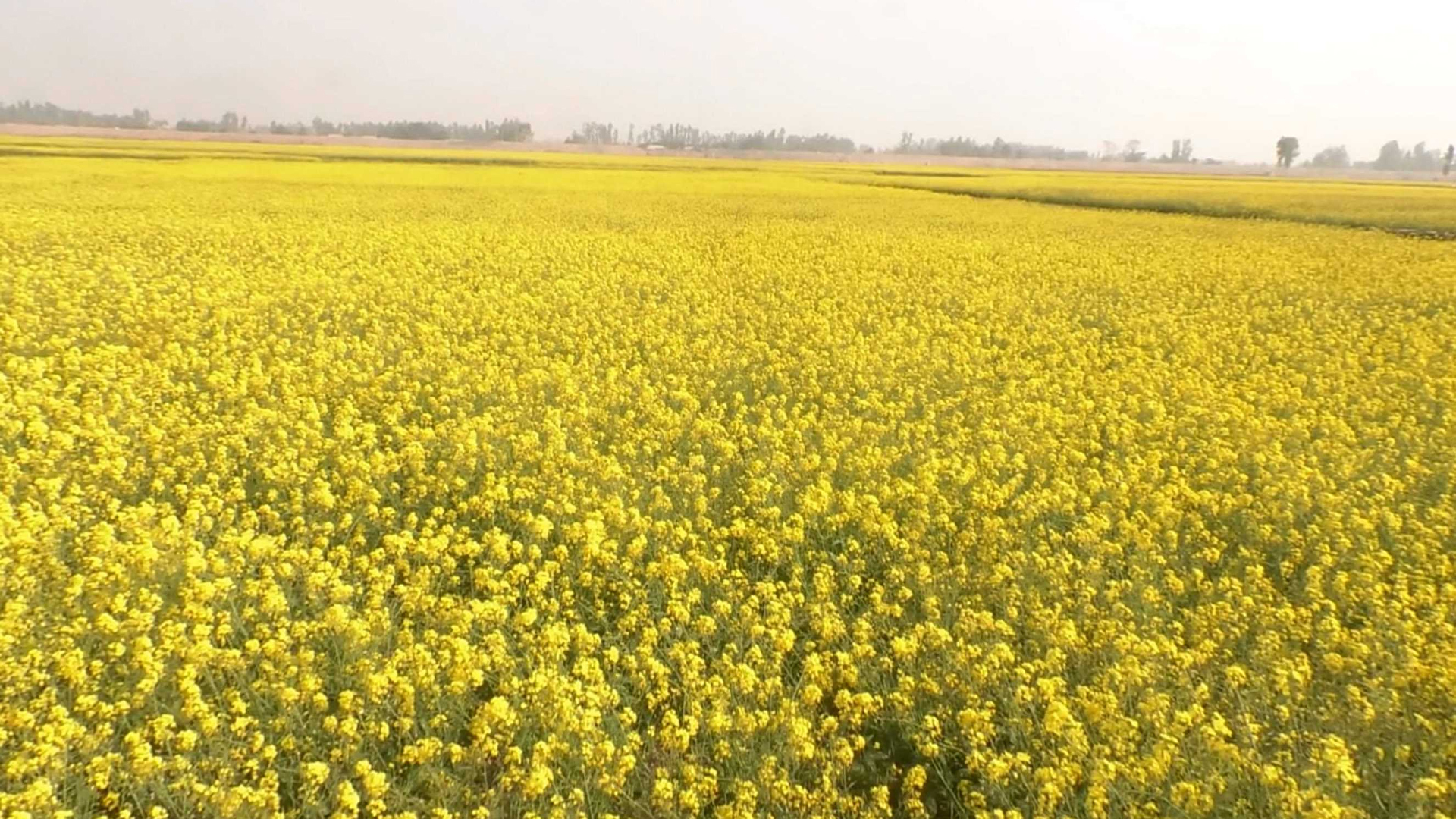 স্বল্প খরচে অধিক লাভ, সরিষা আবাদে ঝুঁকছেন কুড়িগ্রামের কৃষকরা
