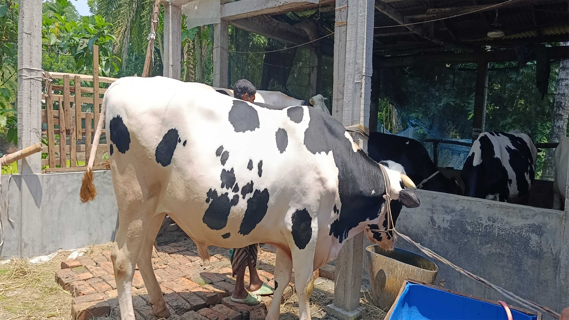 ঈদে কার বাড়ি যাবে ১৮ লাখ টাকার ‘মামা ভাগনে’